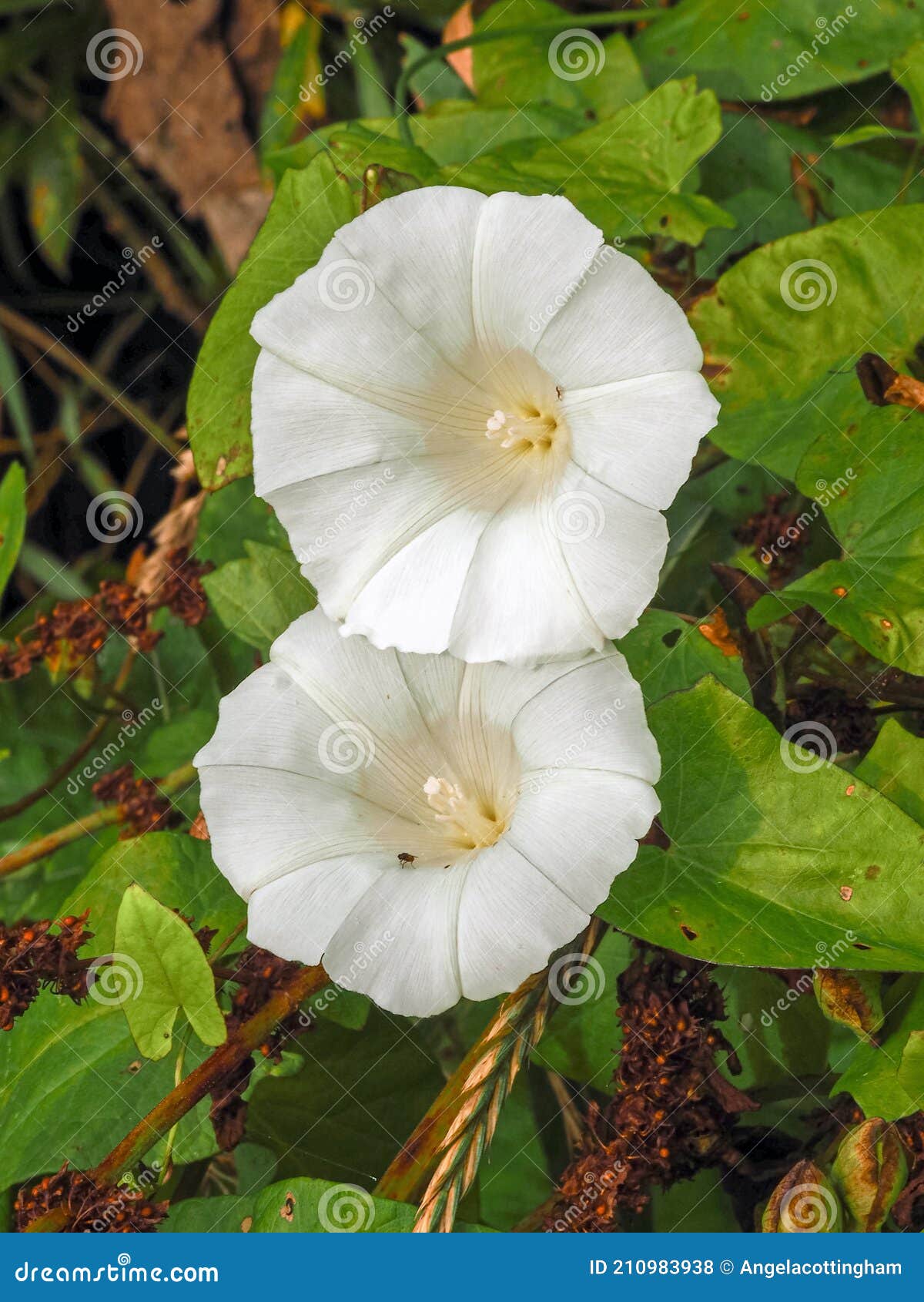 Dos Grandes Flores Blancas Comunes De Alambre En Un Seto Foto de archivo -  Imagen de enredadera, flora: 210983938