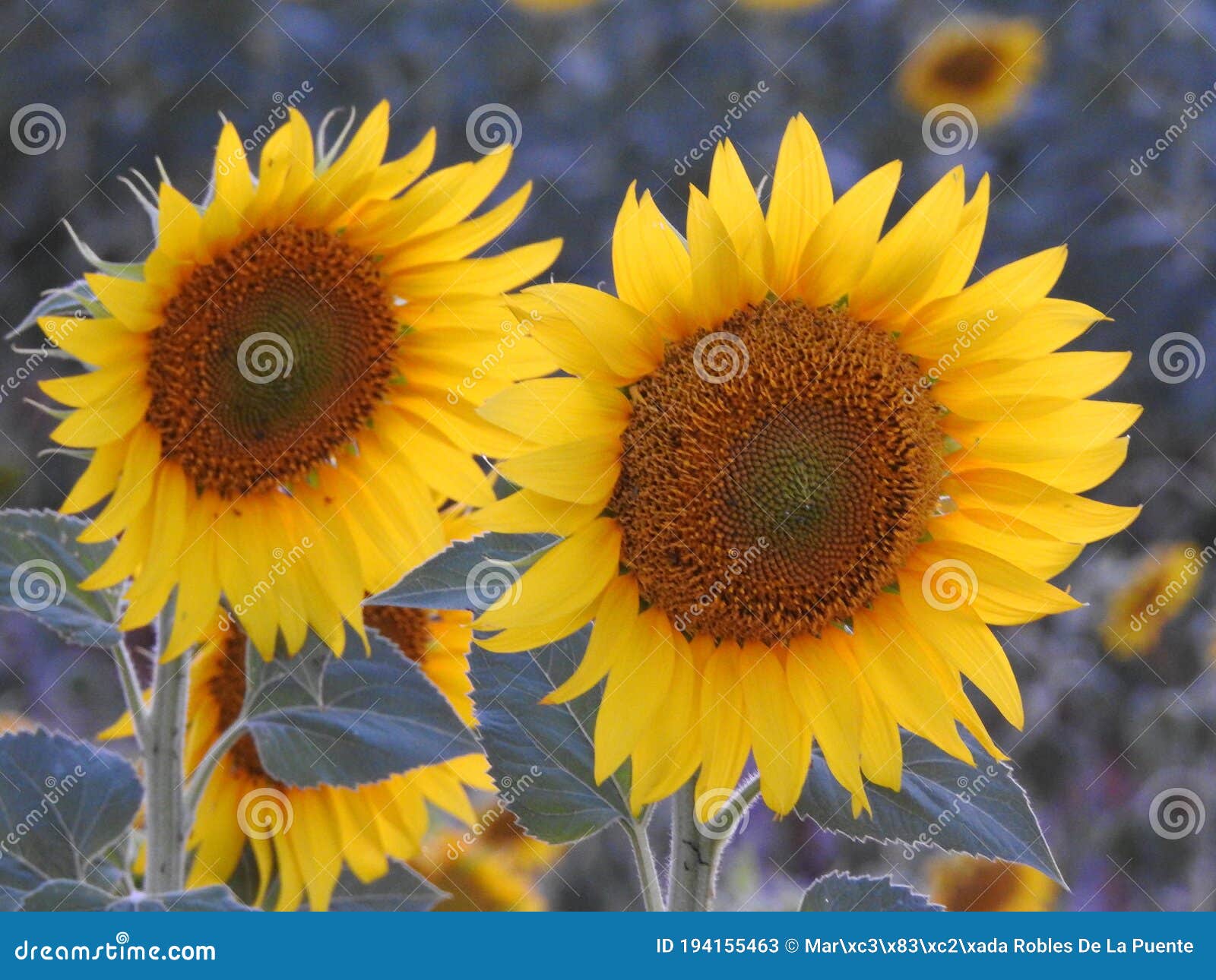 dos grandes girasoles al frente