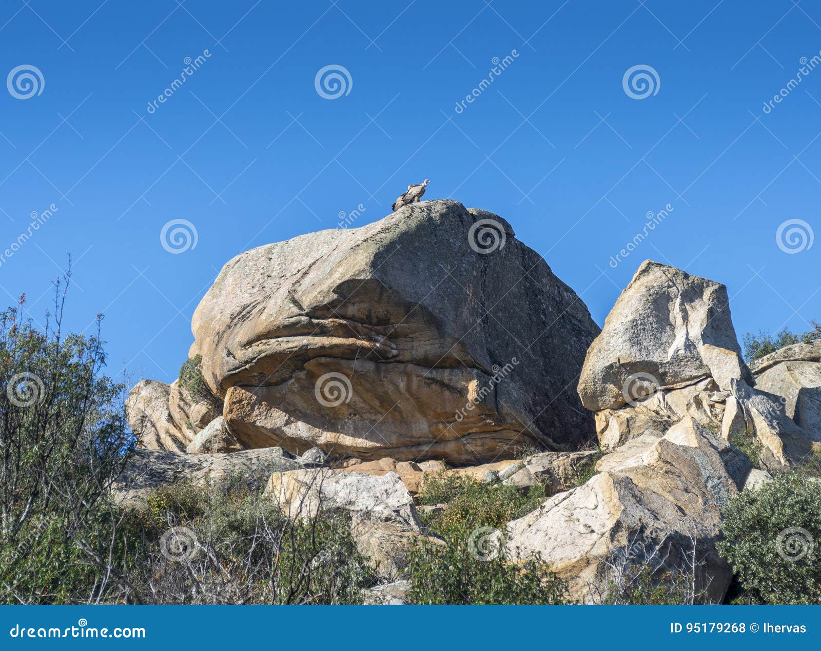 Dos Griffon Vulture, Fulvus De Los Gyps Foto de archivo - Imagen de ...