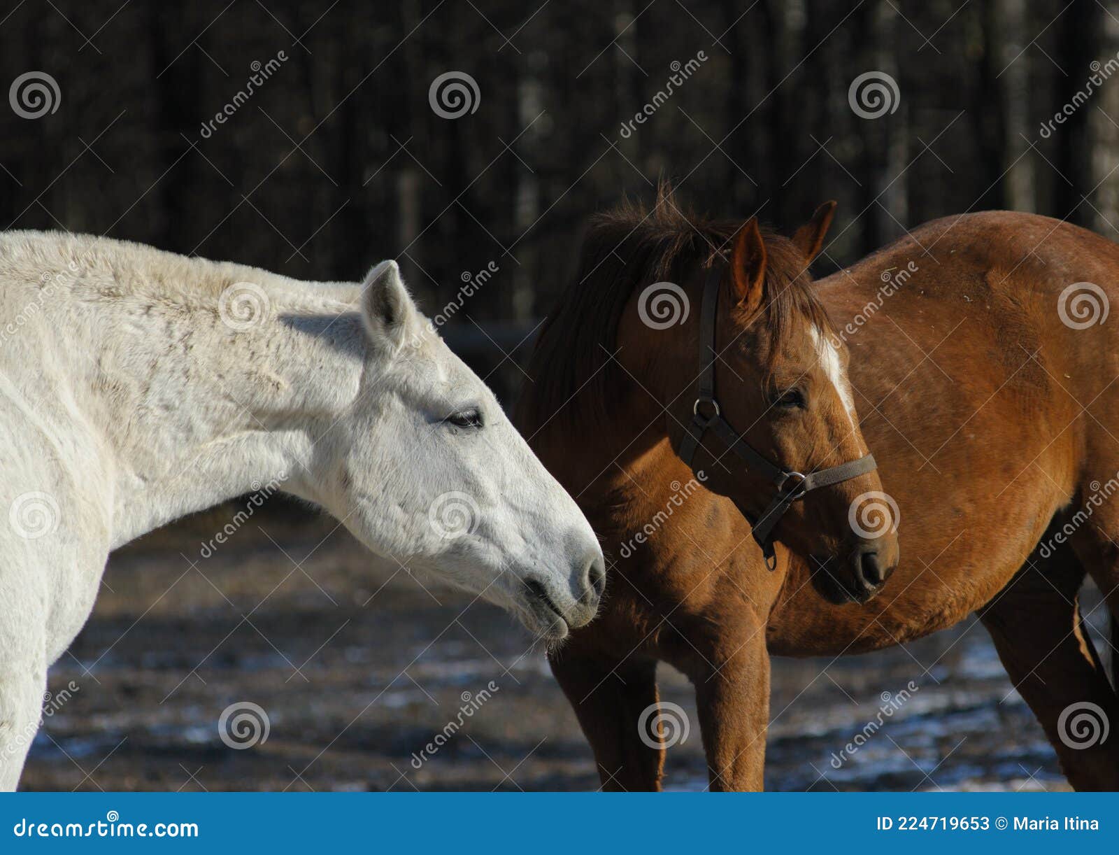 Caballo comunicándose con otros