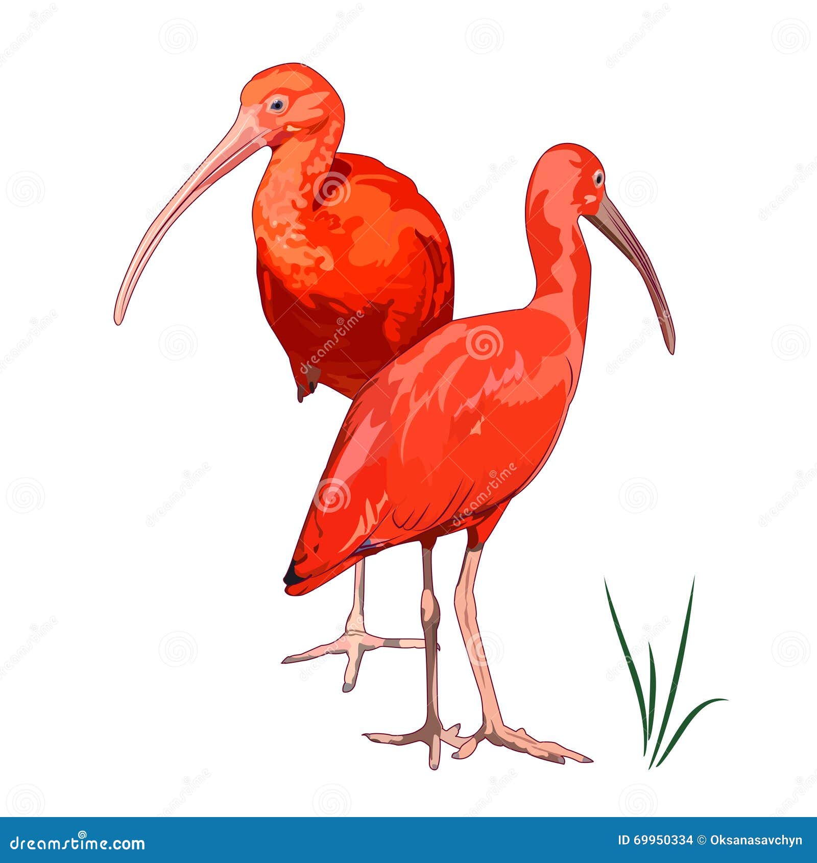 Ibises Ilustraciones Stock, Vectores, Y Clipart (38 Ilustraciones Stock)
