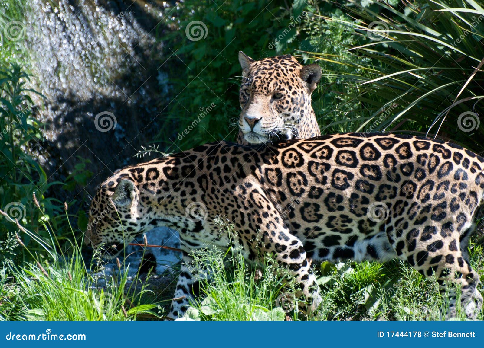 2,350 Jaguares Fotos de stock - Fotos libres de regalías de Dreamstime, image size:1600x1153