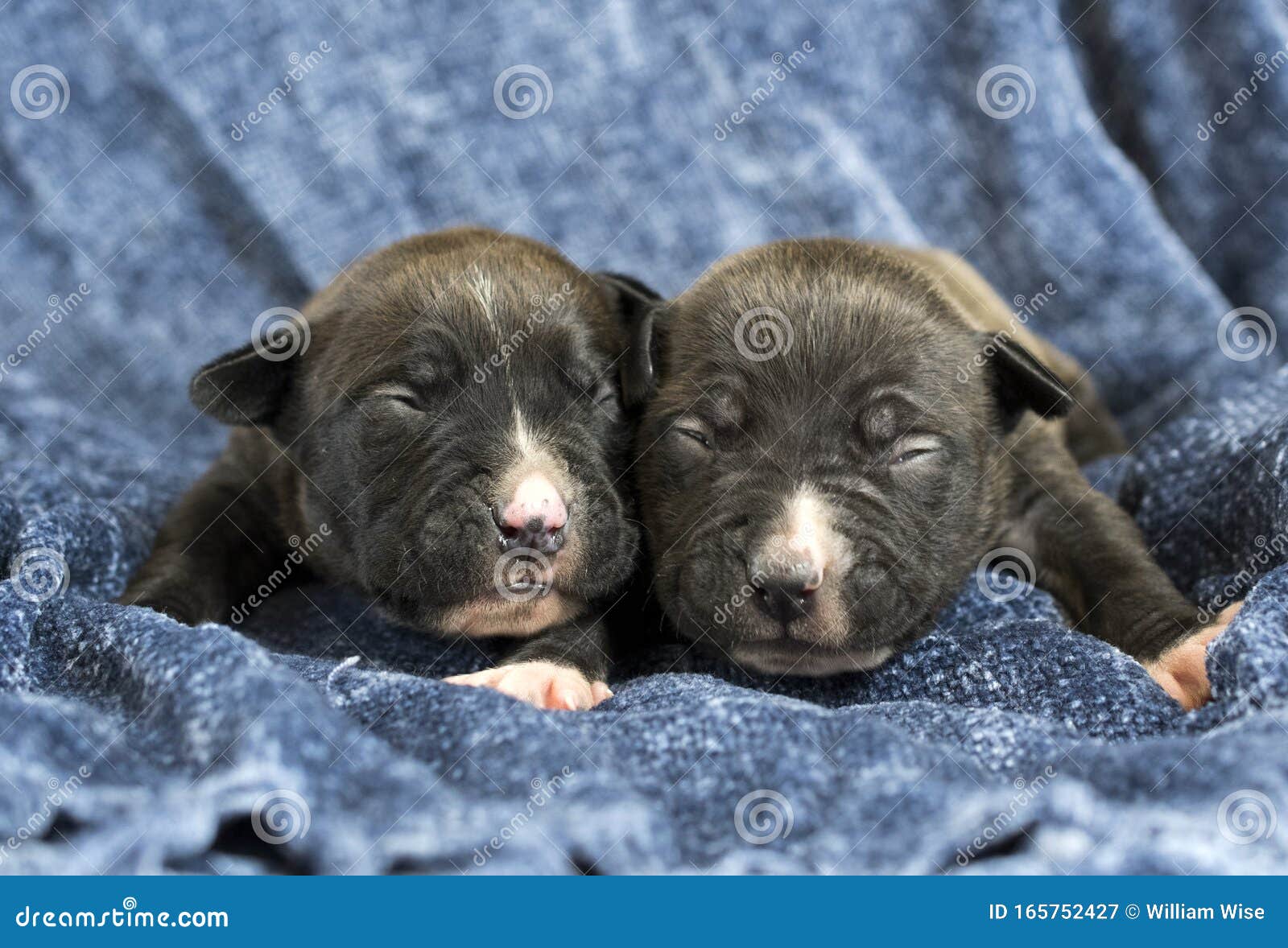 Dos Lindos Perros Recién Nacidos Tirados En Una Manta Imagen de archivo Imagen de dorado, nariz: 165752427