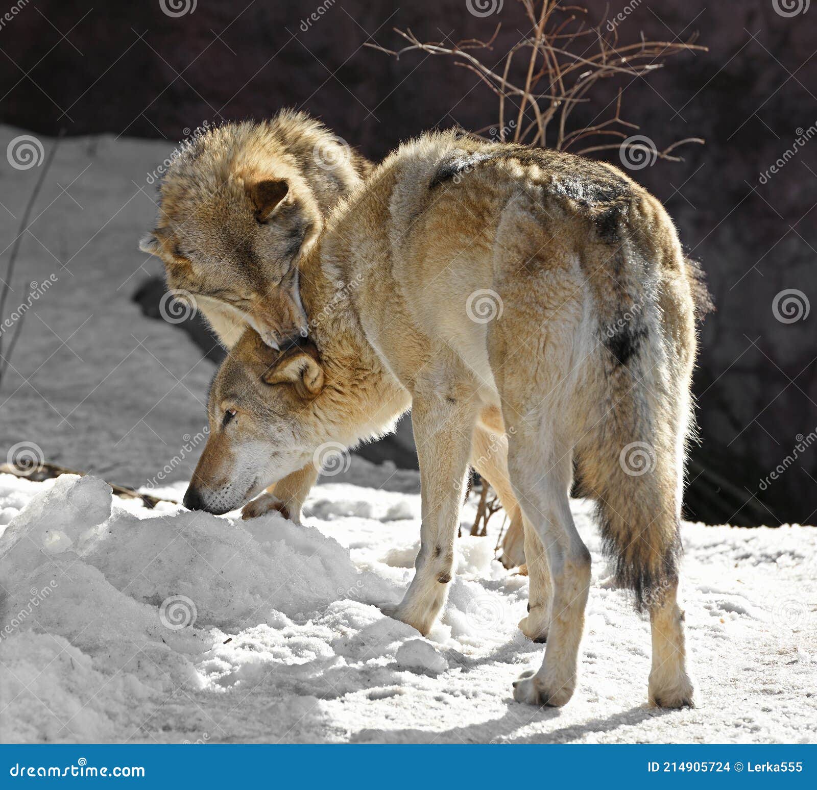Dos Lobos Eurasiáticos Canis Lupus Lupus. Ternura Lobo Mordedura Femenina  Cuello De Macho Foto de archivo - Imagen de resorte, mordedura: 214905724