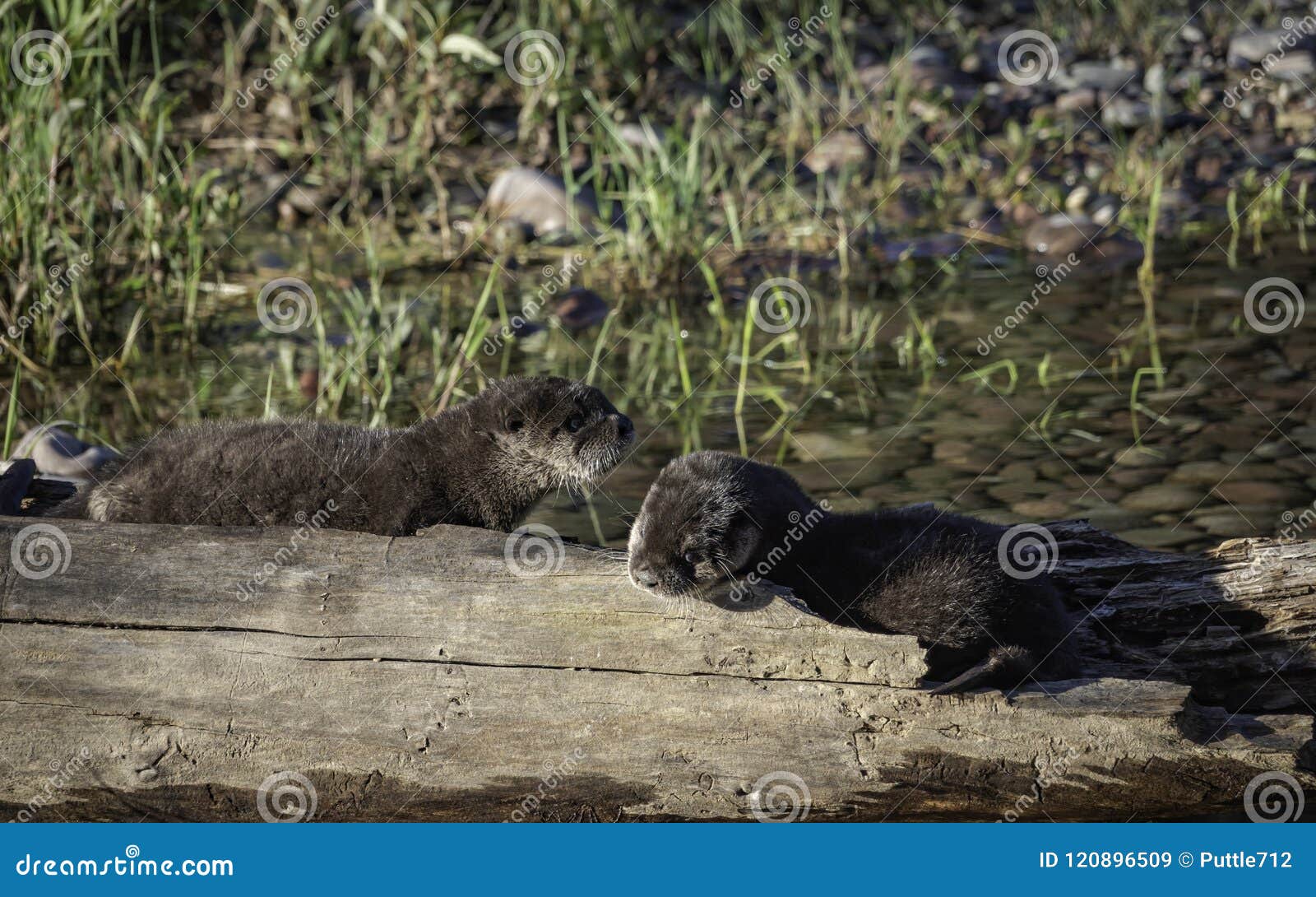 Nutria de río bebé fotografías e imágenes de alta resolución - Alamy