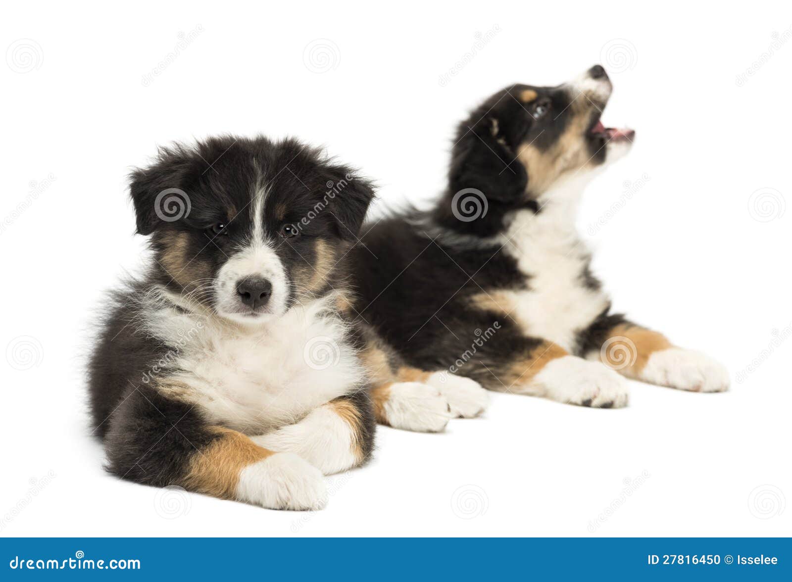 Dos Cachorros De Pastor Australiano, De 2 Meses De Edad Foto de archivo -  Imagen de australiano, abierto: 27816450, image size:1600x1176