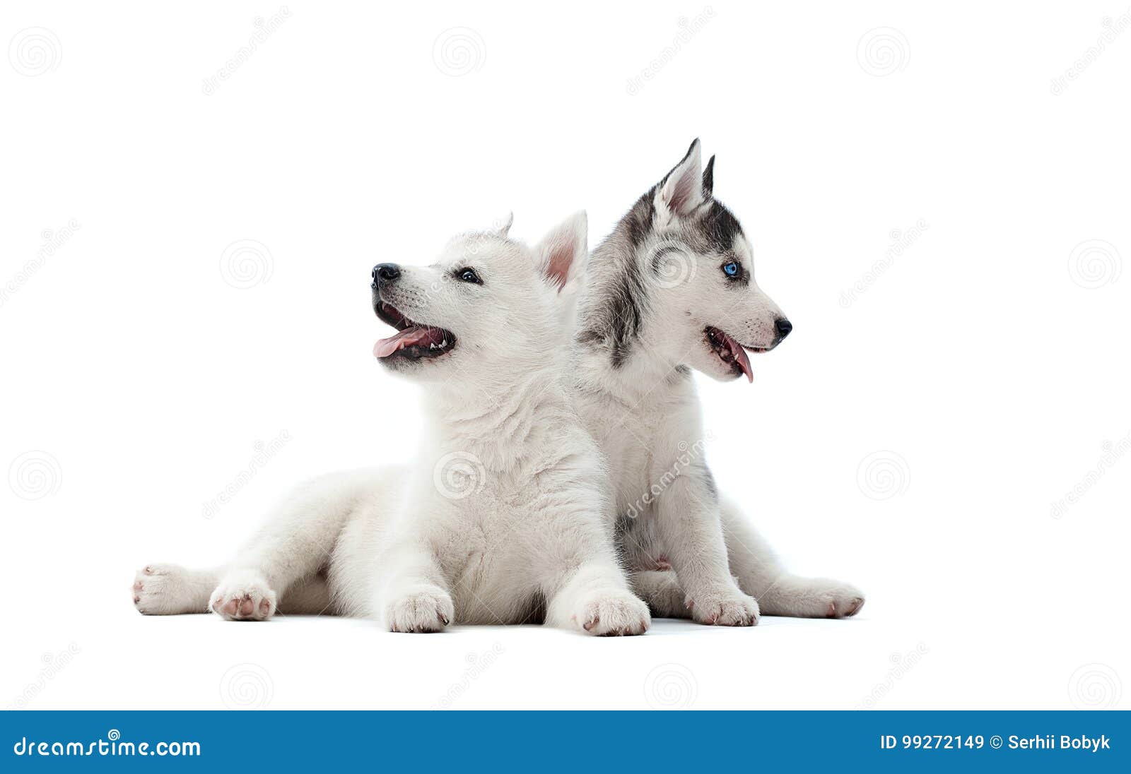 dos-perritos-bonitos-de-husky-siberiano-persiguen-para-la-comida-que-espera-99272149.jpg