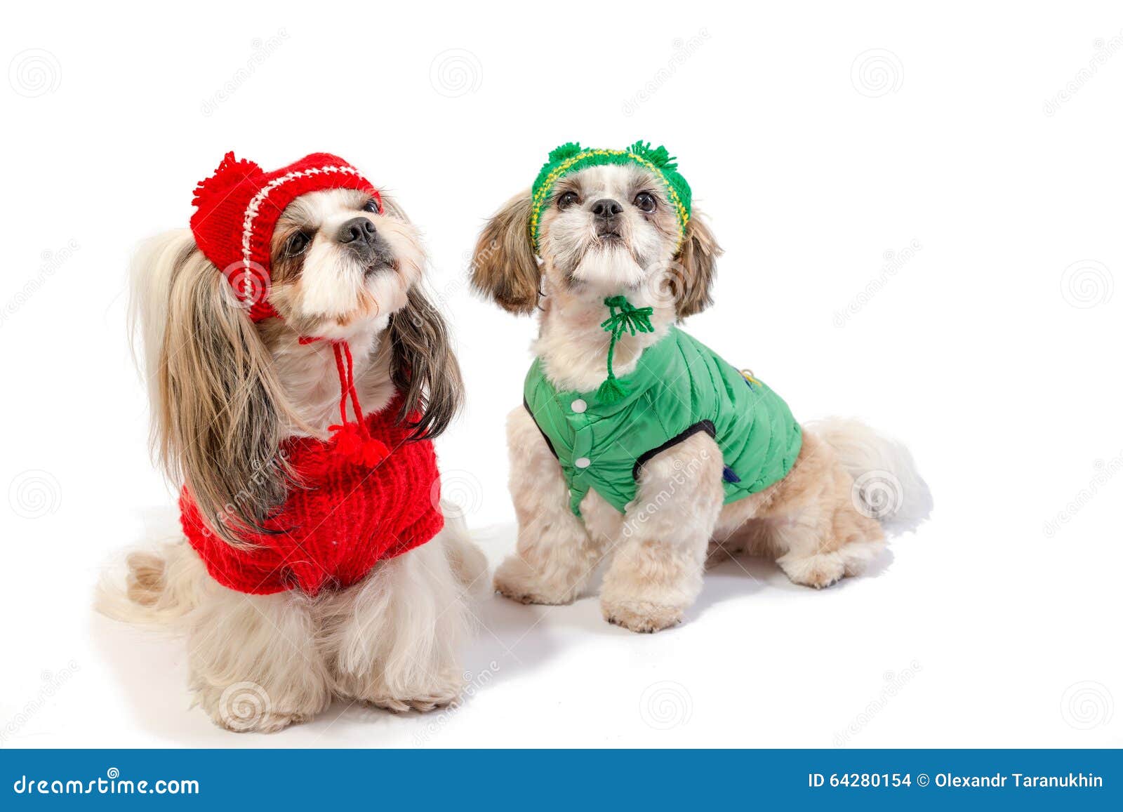 Dos Perritos Del Shih-tzu En Ropa Del Invierno Foto de archivo Imagen de verde, animal: 64280154