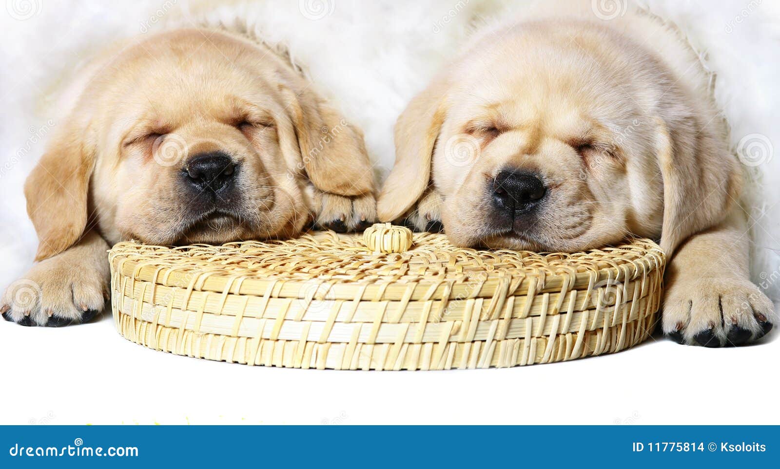 Dos cachorros durmiendo foto de archivo. Imagen de perro - 11775814, image size:1600x963