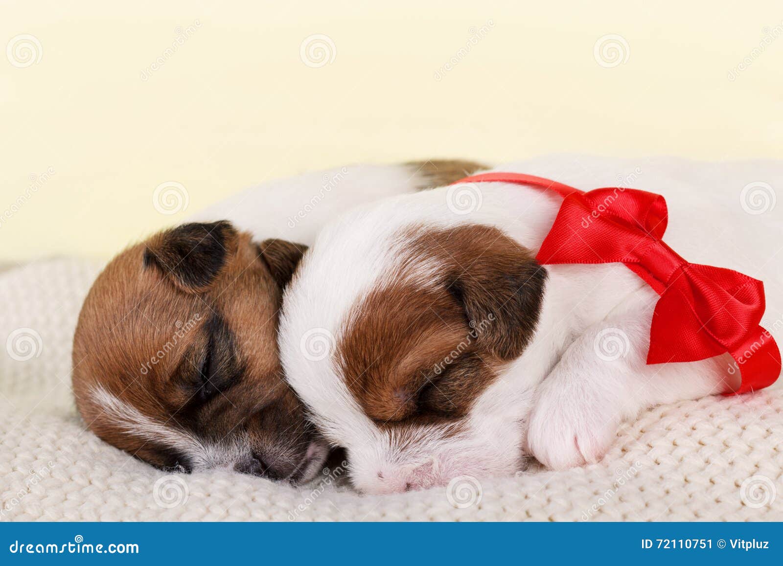 Dos Cachorritos Adorables Durmiendo Imagen de archivo - Imagen de blanco,  perro: 72110751, image size:1600x1157