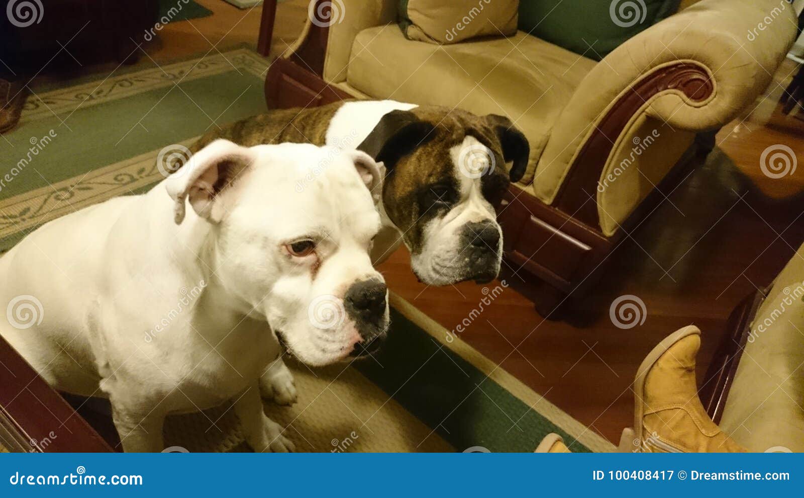 dos perros boxer entretenidos en sala