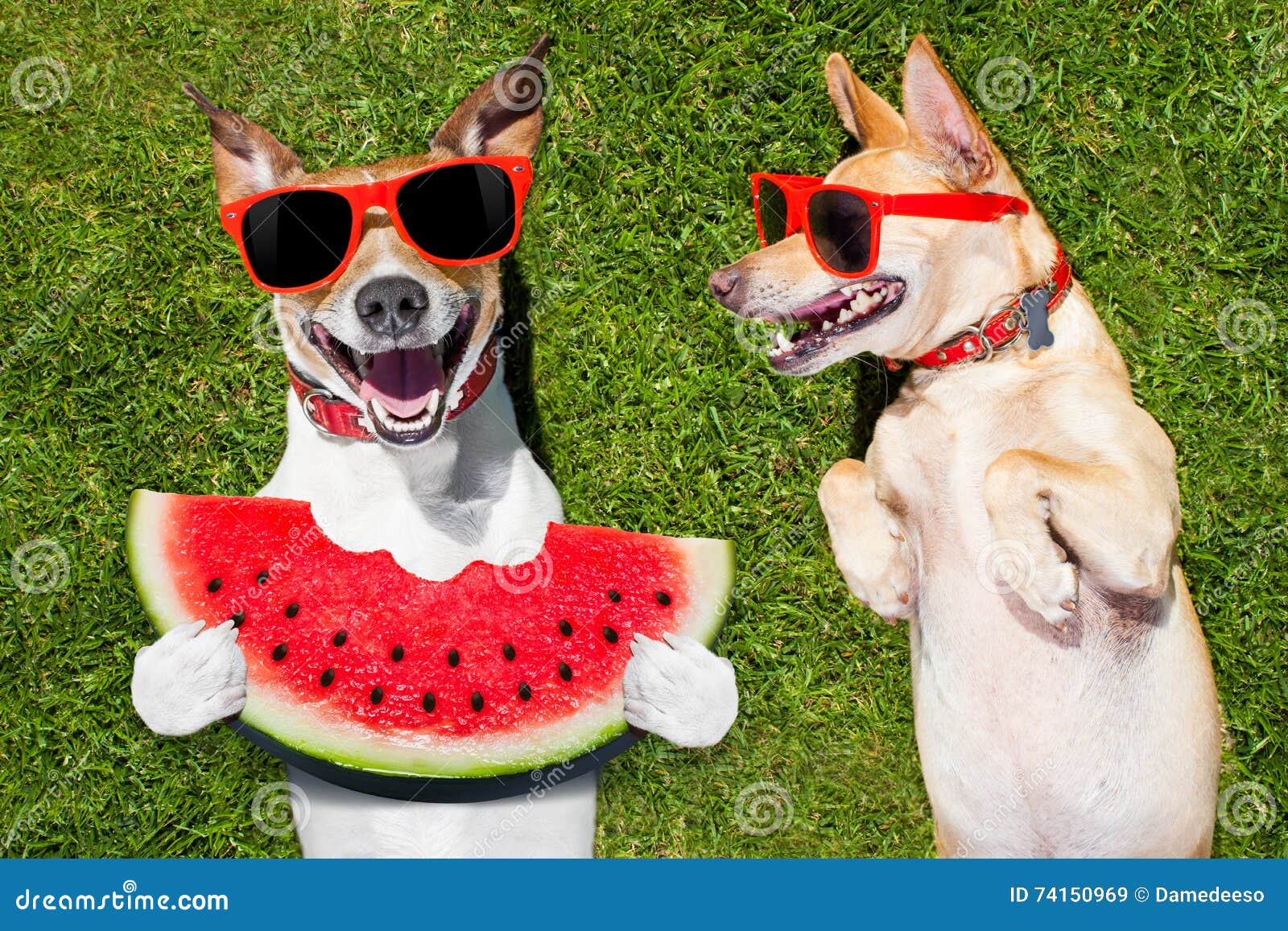 Animales de dibujos animados para bebés, animales Kawaii fondo de pantalla  del teléfono | Pxfuel, image size:1600x1157