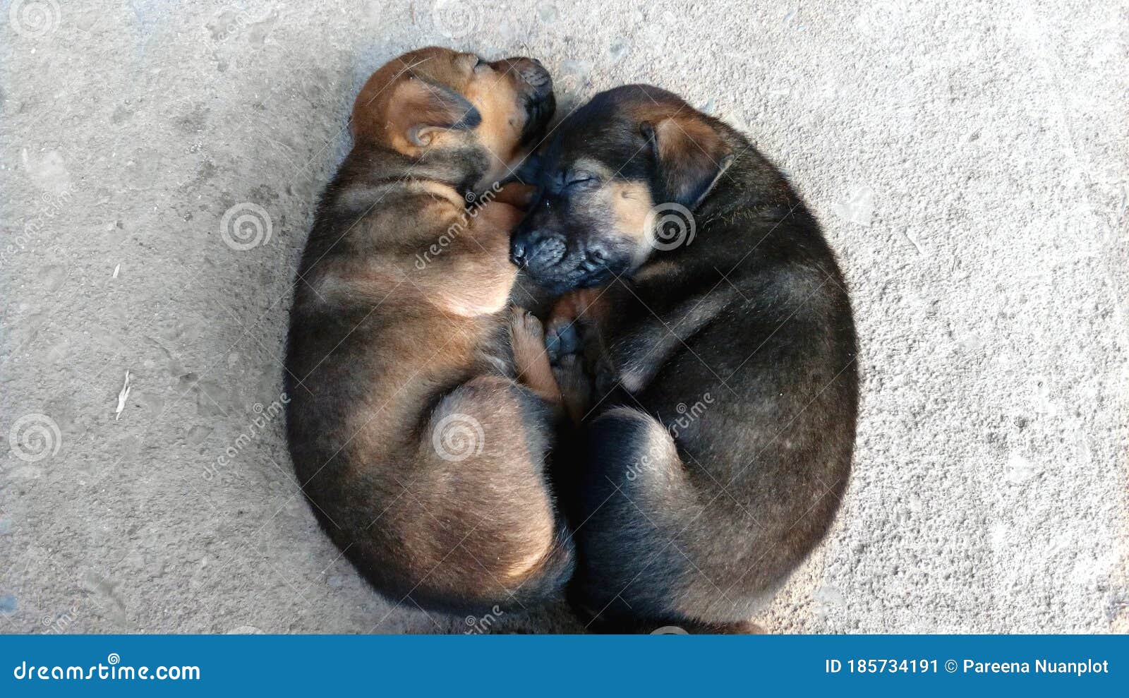 Dos Perros Durmiendo Juntos Imagen de archivo - Imagen de junto, animal:  185734191, image size:1600x989