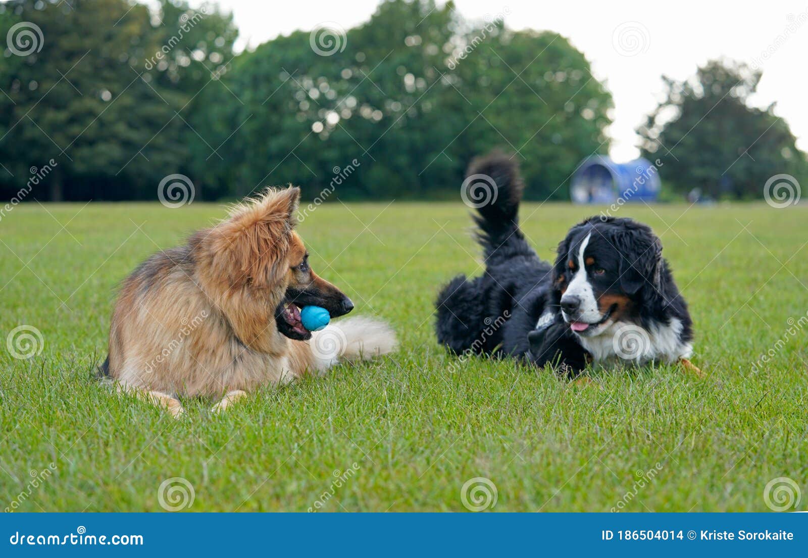 Dos Perros Grandes Que Juegan En El Parque Foto de archivo - Imagen de  estaciones, horizontal: 186504014
