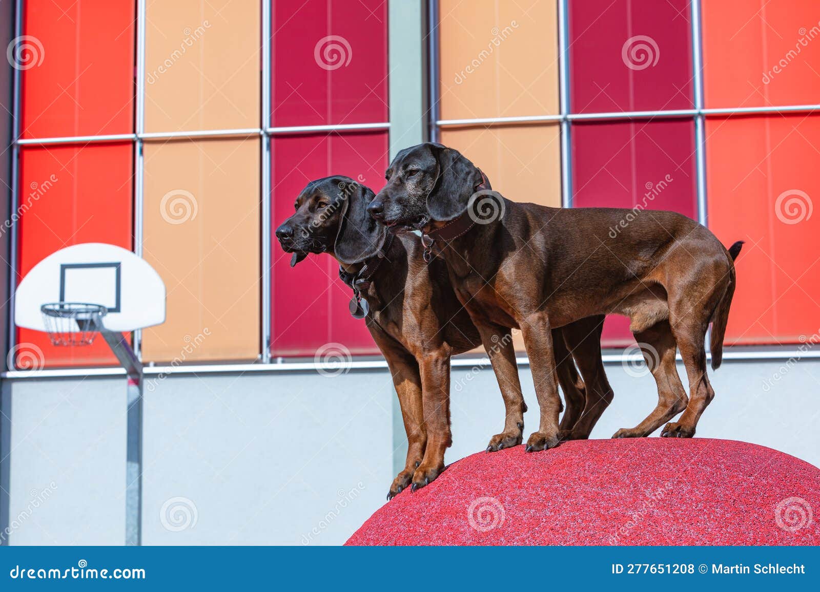 Condición previa Parcial Sentimental Dos Perros Rastreadores Posando Foto de archivo - Imagen de fresco, afuera:  277651208