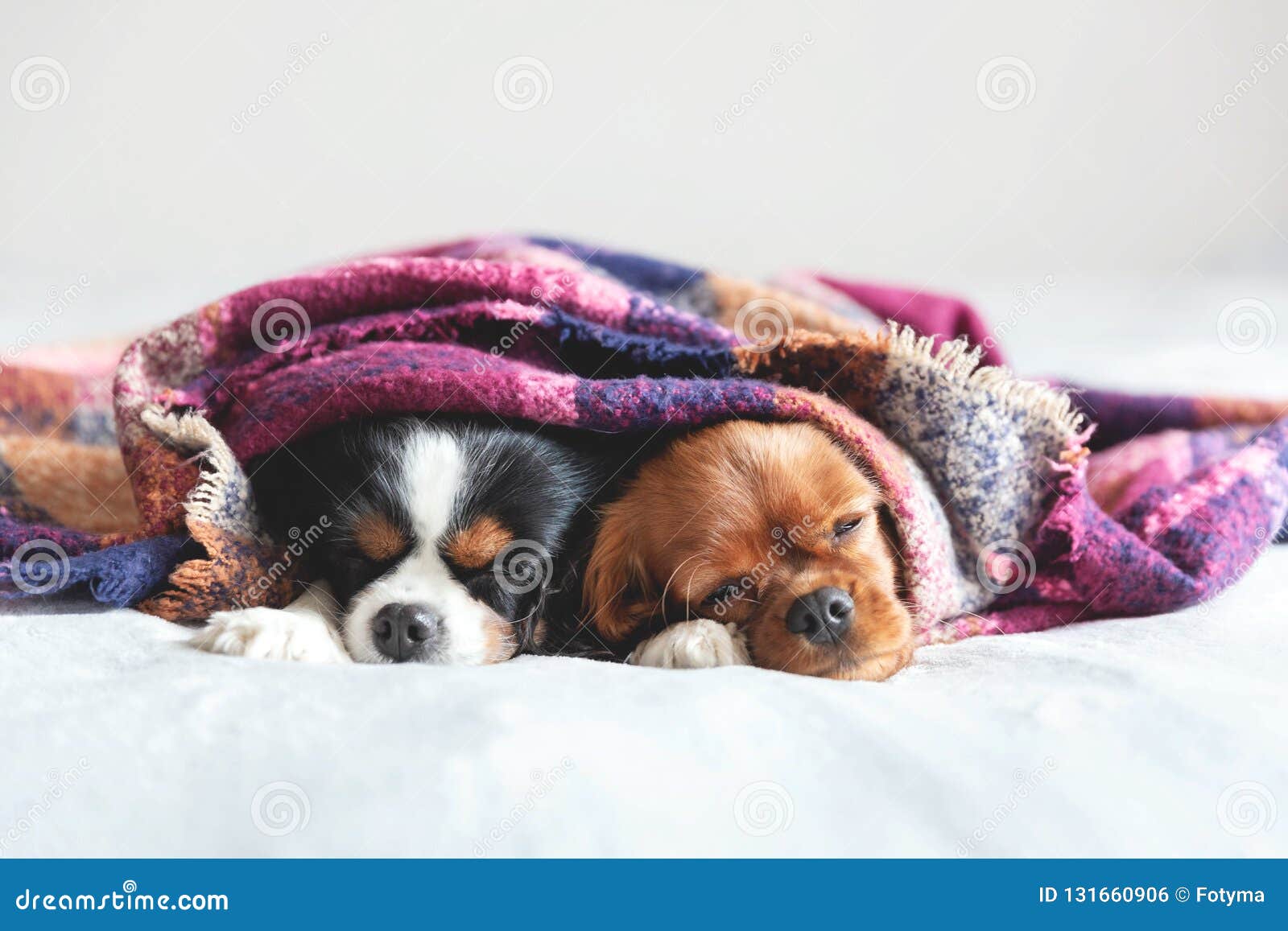 Dos Perros Durmiendo Juntos Bajo La Manta Foto de archivo - Imagen de  felicidad, relaje: 131660906, image size:1600x1157