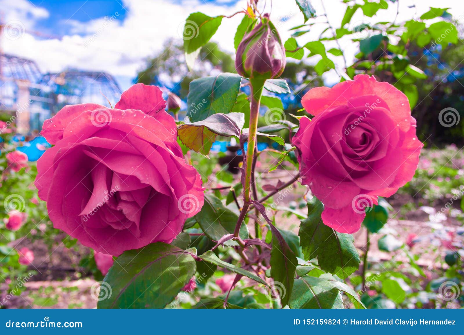 Dos Rosas Rosadas En El Jardín Foto de archivo - Imagen de floral, pétalo: 152159824 Dos Rosas Rosadas En El Jardín Foto de archivo - Imagen de floral, pétalo: 152159824