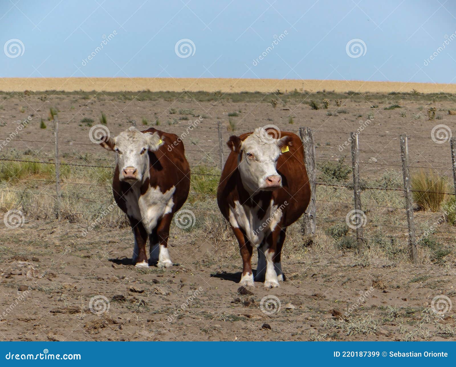 dos vacas preÃÂ±adas en campo patagÃÂ³nico