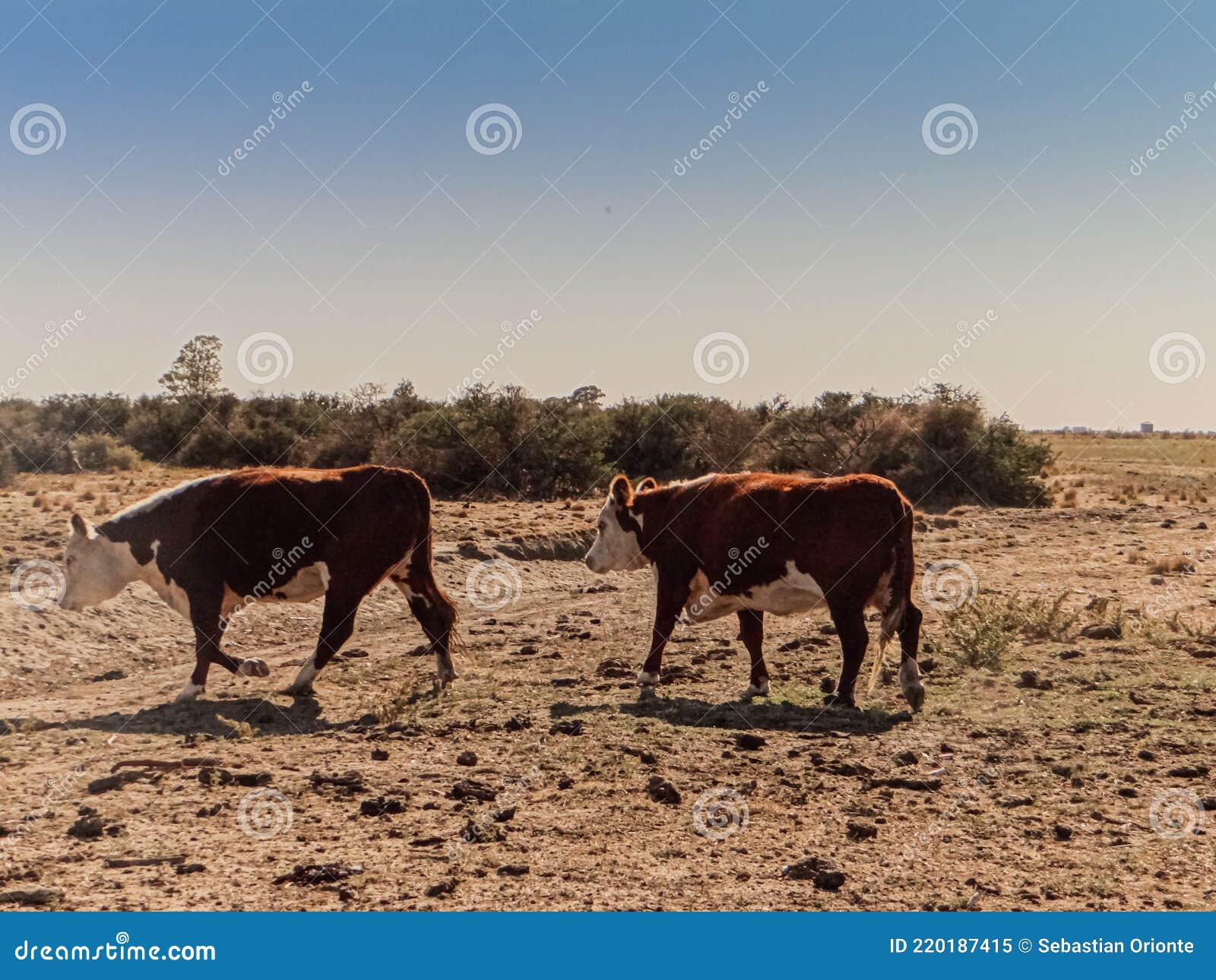 dos vacas preÃÂ±adas en campo patagÃÂ³nico