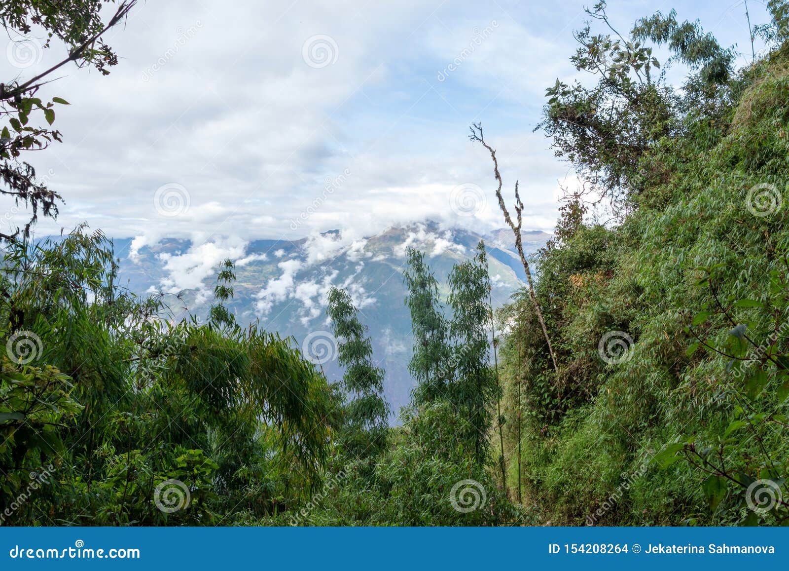 Dossel Verde De Bambu Em Selvas Da Alta Altitude Em Andes Peruanos Com  Montanhas Nuvem-cobertas, Peru Foto de Stock - Imagem de montanha,  floresta: 154208264