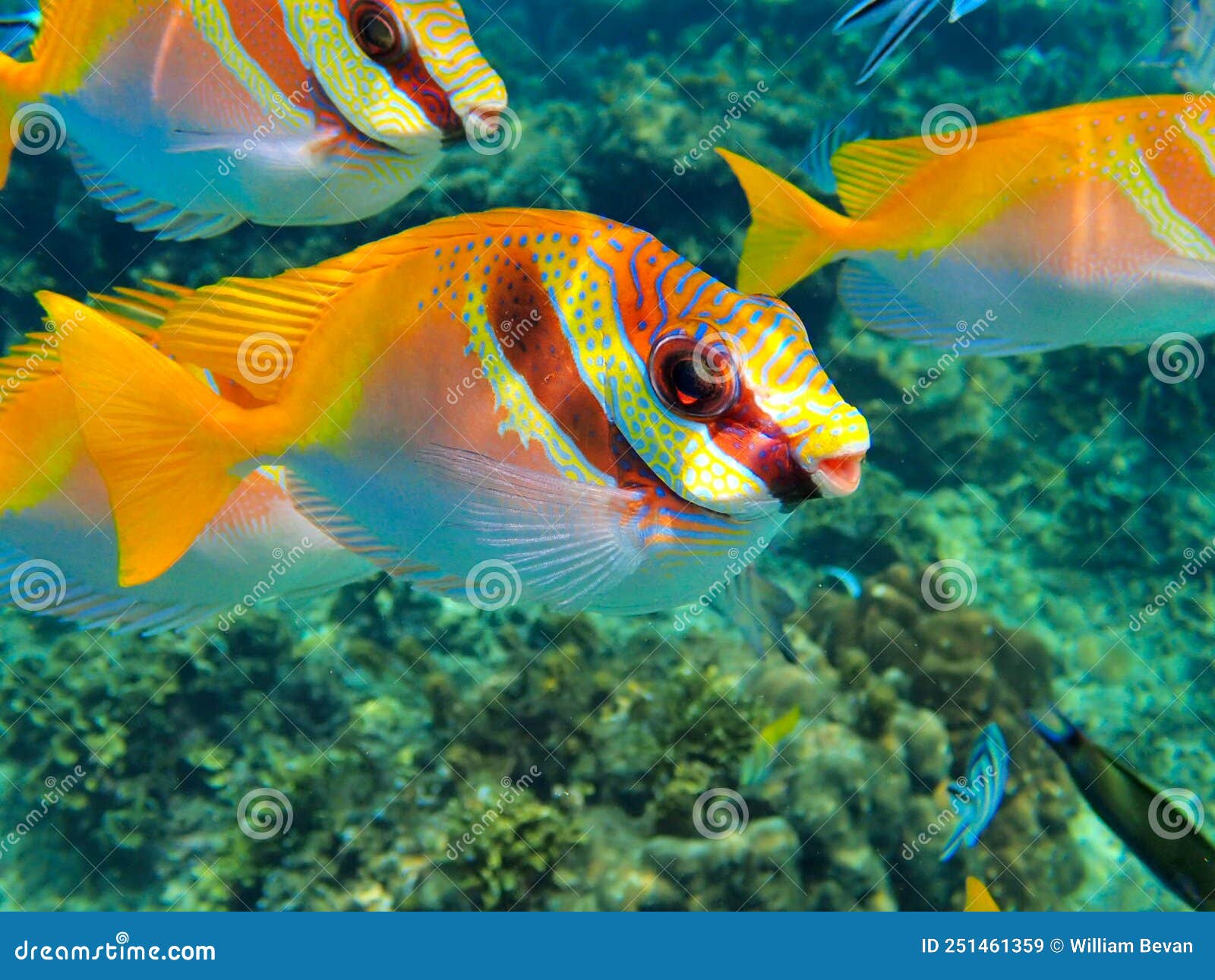 Double-bar Rabbitfish, Thailand Stock Image - Image of thailand ...