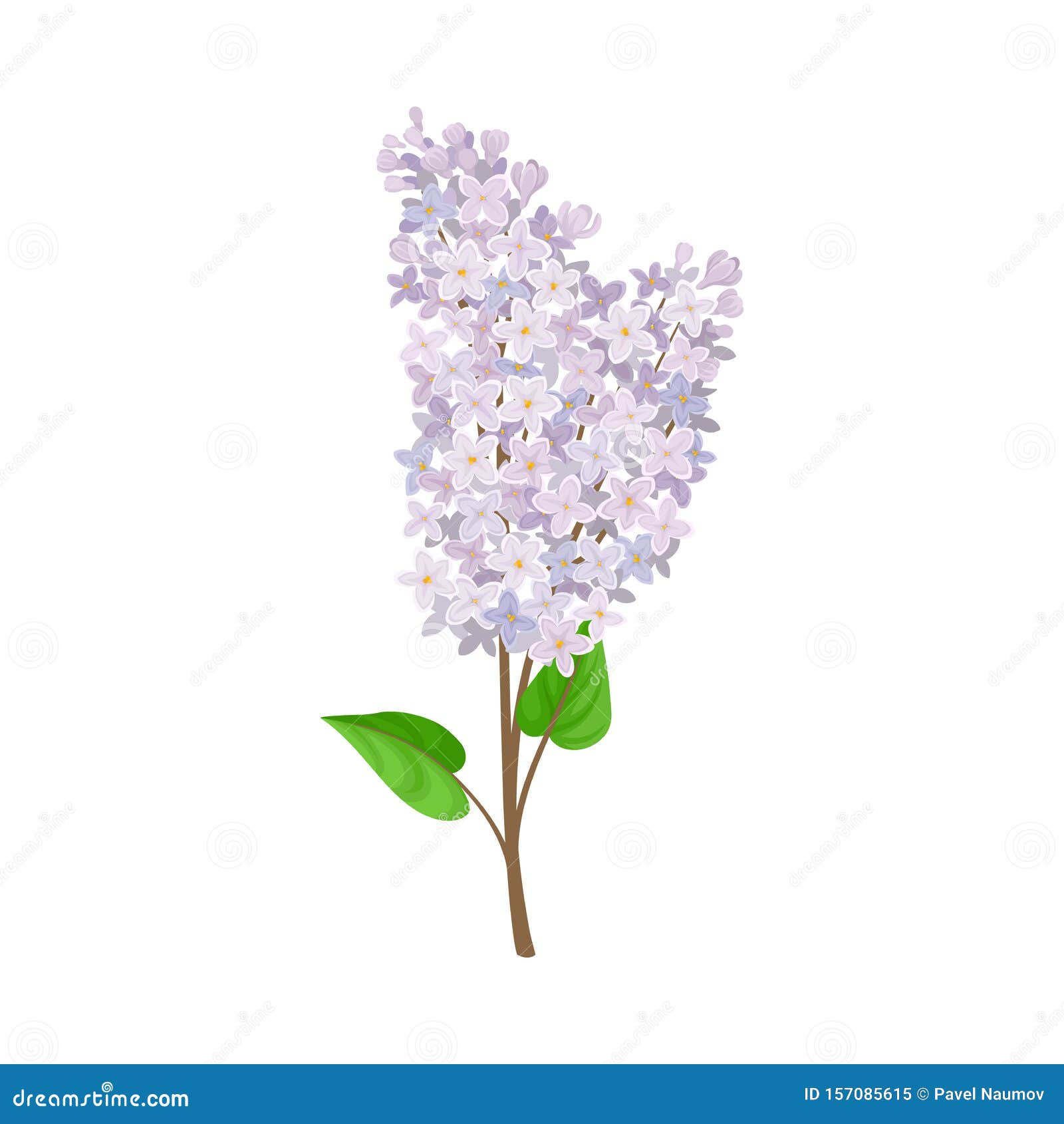 Double Branch of a White Lilac. Vector Illustration on a White ...