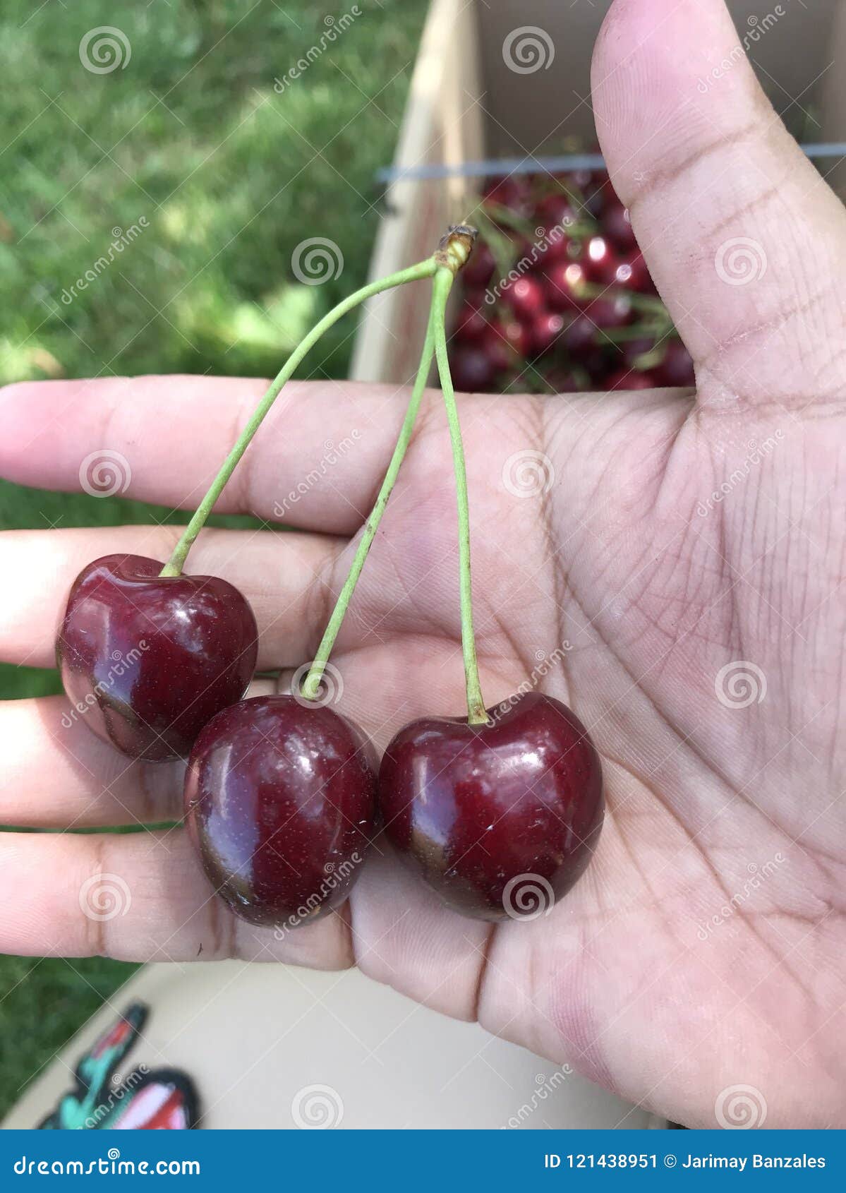 Double Cherries stock image. Image of double, cherry 121438951