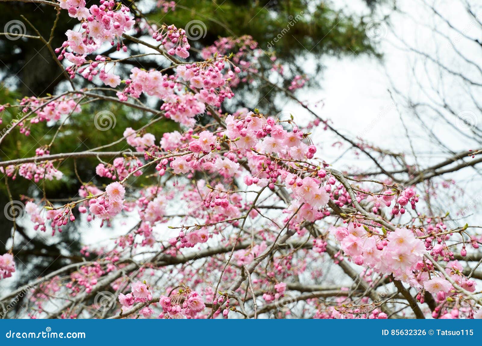 double cherry blossoms along nakaragi-no-michi path, kyoto