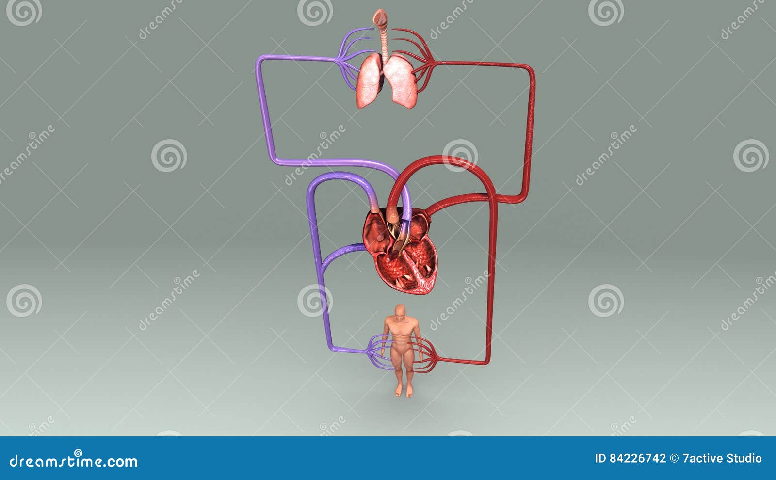 Double Circulatory System Stock Illustrations – 25 Double Circulatory System Stock Illustrations, Vectors & Clipart - Dreamstime Double Circulatory System Stock Illustrations – 25 Double Circulatory System Stock Illustrations, Vectors & Clipart - Dreamstime