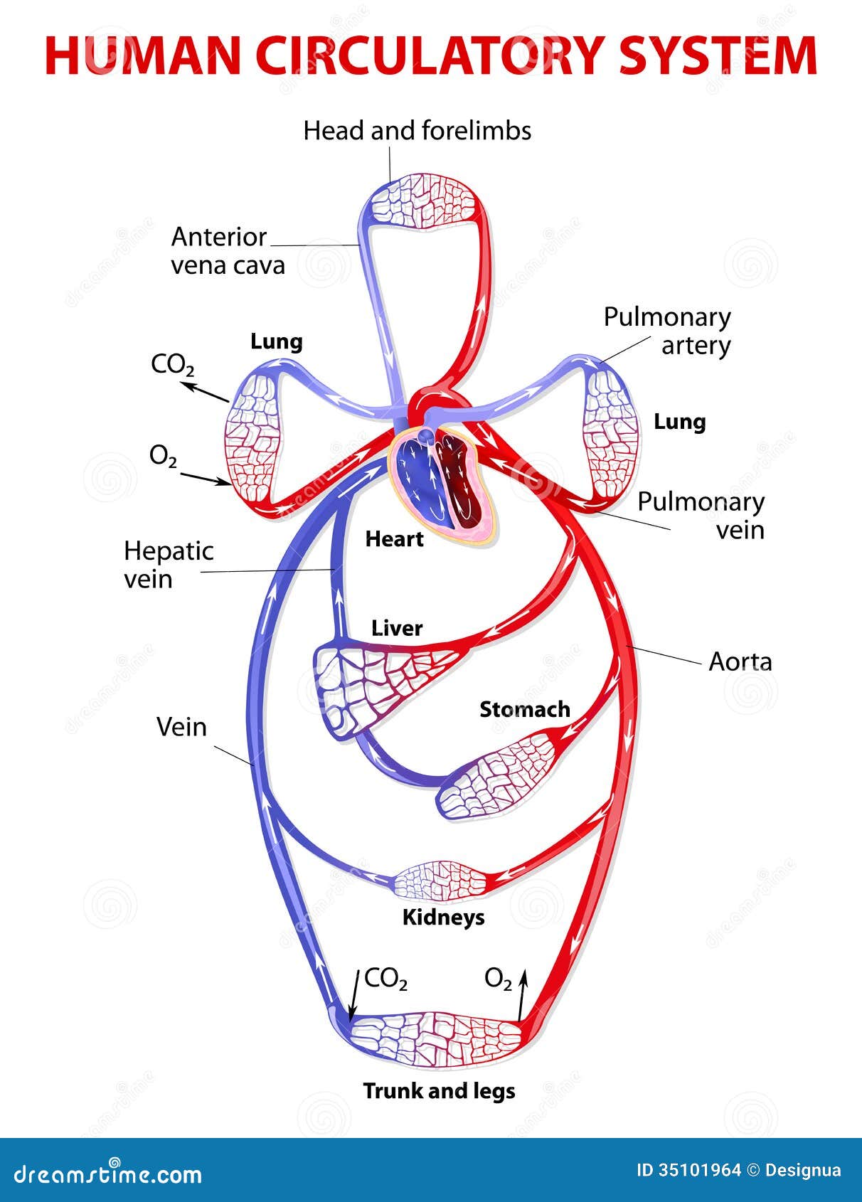 Double circulatory system stock vector. Illustration of ...