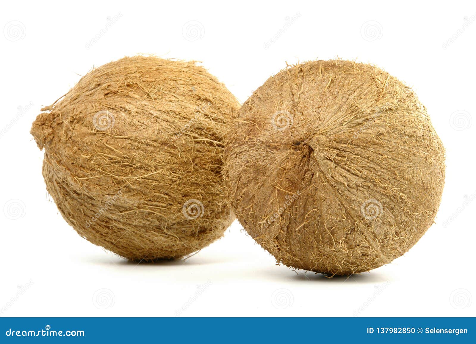 Double Coconut Lodoicea Maldivica From Seychelles. This Palm Tree Gives ...