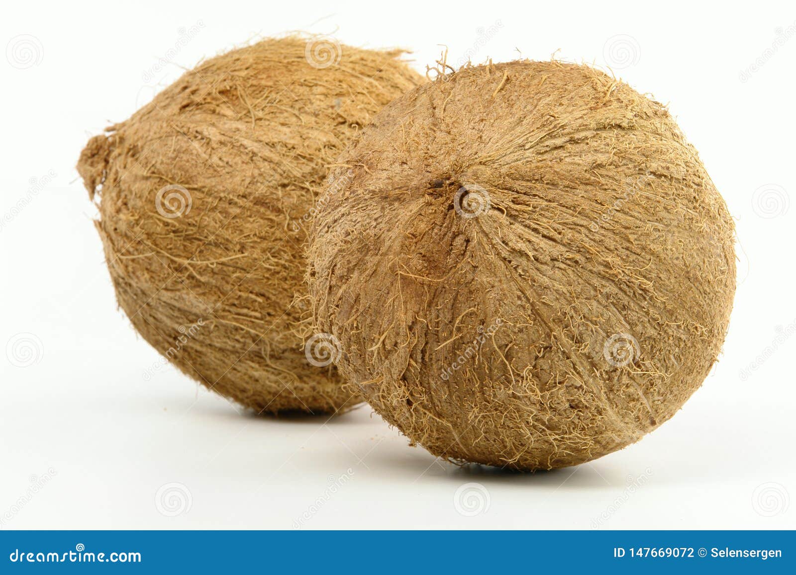 Double Coconut Lodoicea Maldivica From Seychelles. This Palm Tree Gives ...