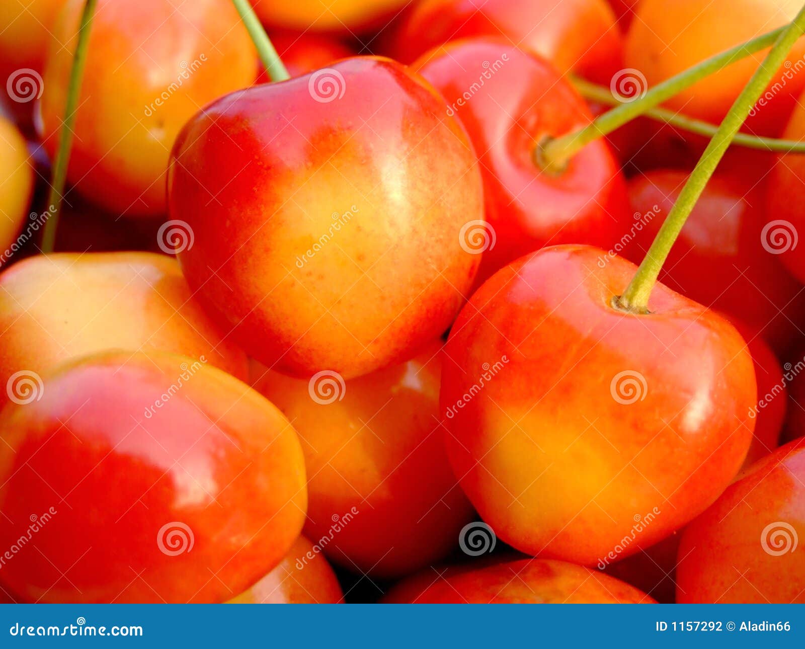 Double color cherries stock photo. Image of natural, food - 1157292