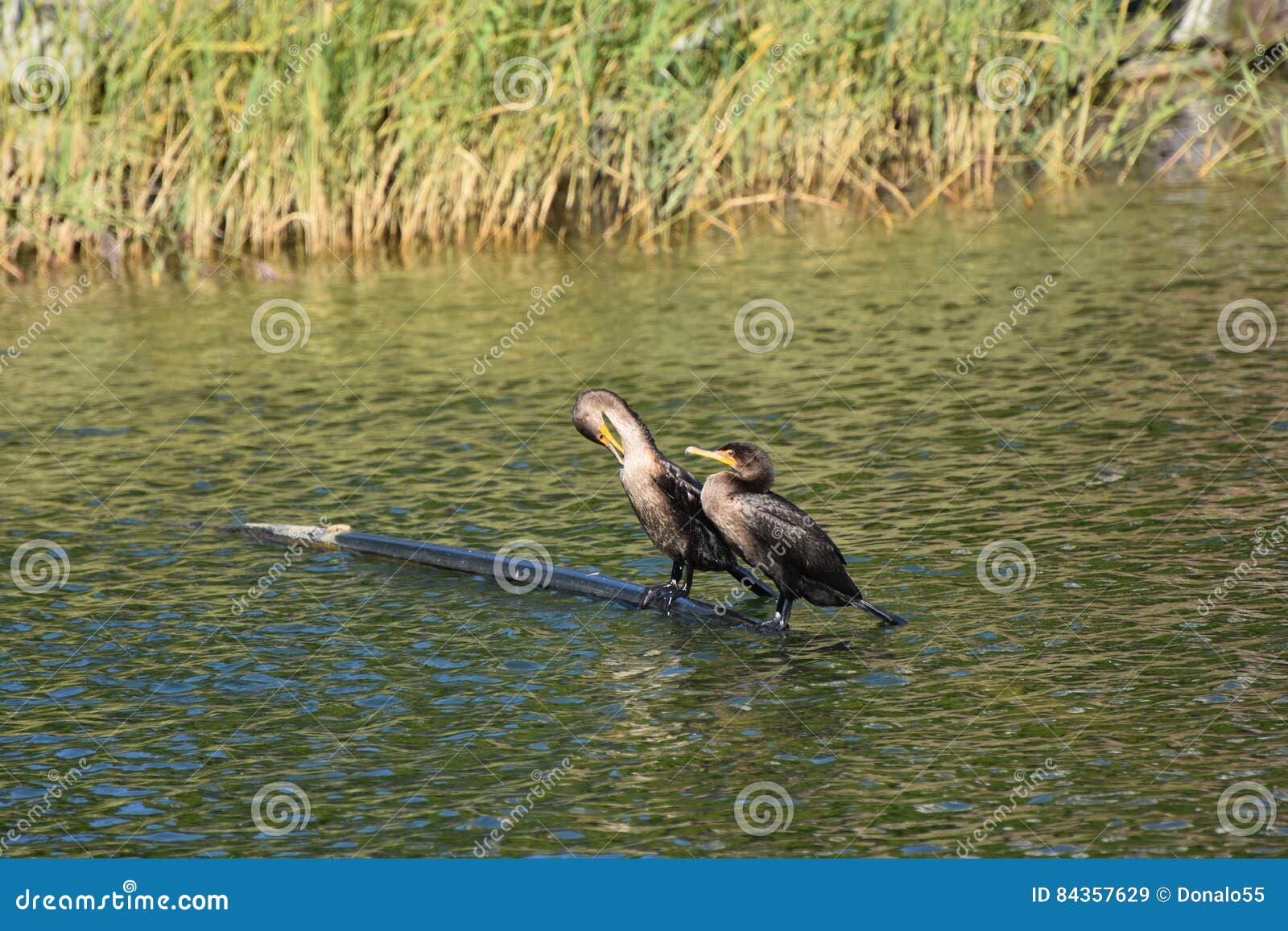 Doublecrest Cormorant Pair Stock Image Image of water, couple 84357629