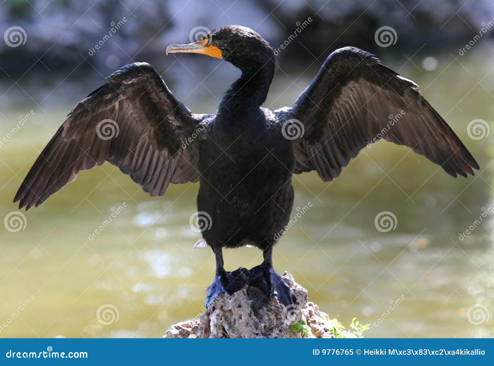 double-crested cormorant