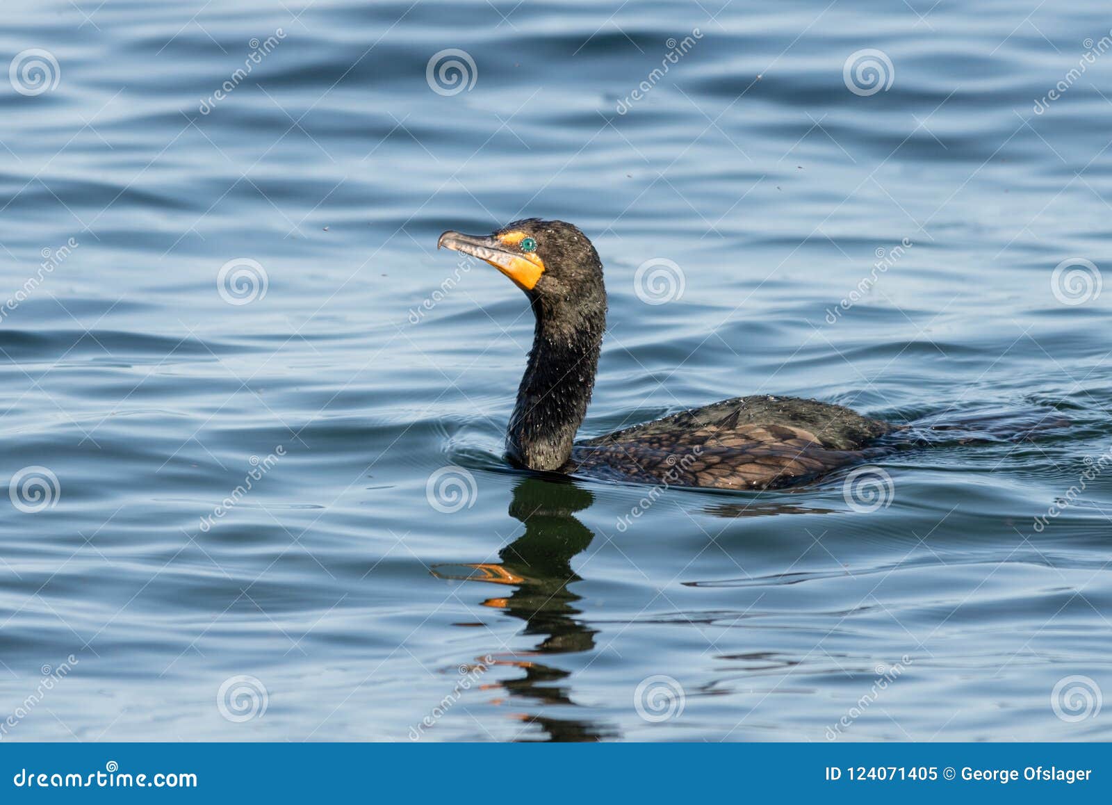 DoubleCrested Cormorant stock image. Image of feathers 124071405
