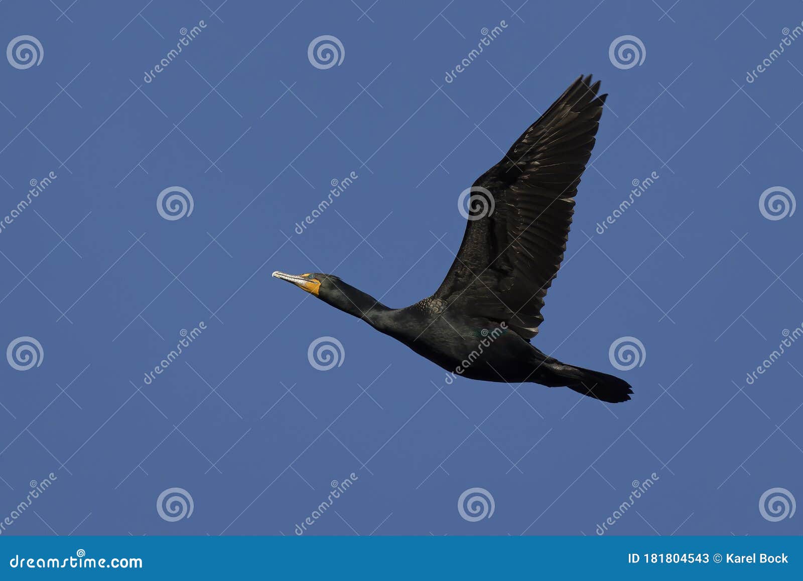 Double Crested Cormorant in Flight Stock Image Image of america