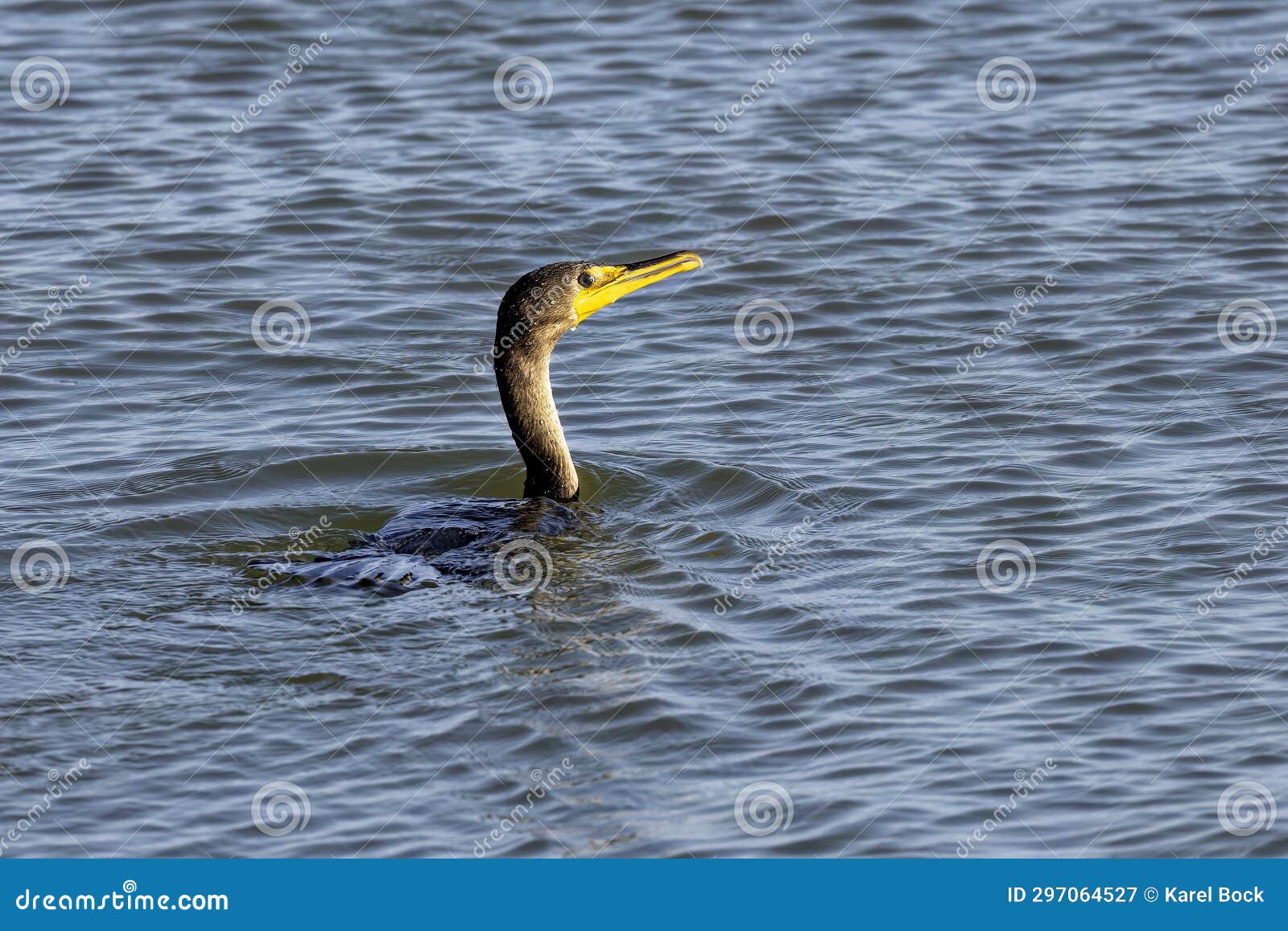 Double crested cormorant stock image. Image of predator 297064527