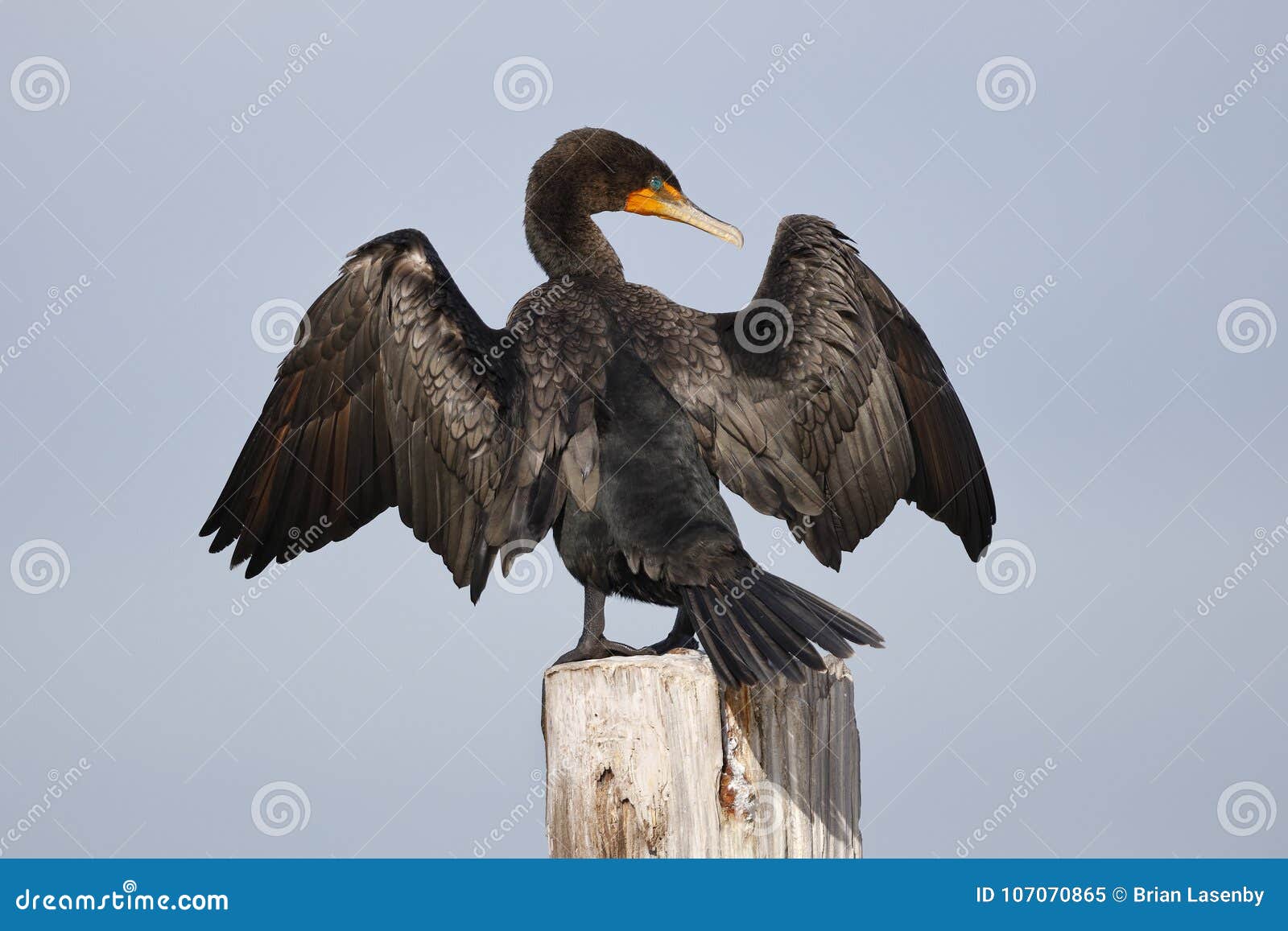 double-crested cormorant perched on a dock piling spreading its
