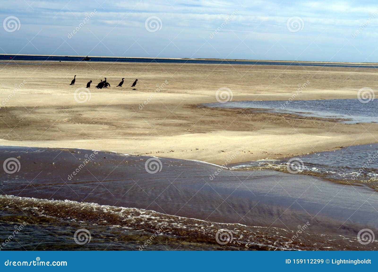 double-crested cormorants gather to migrate to southern shores.