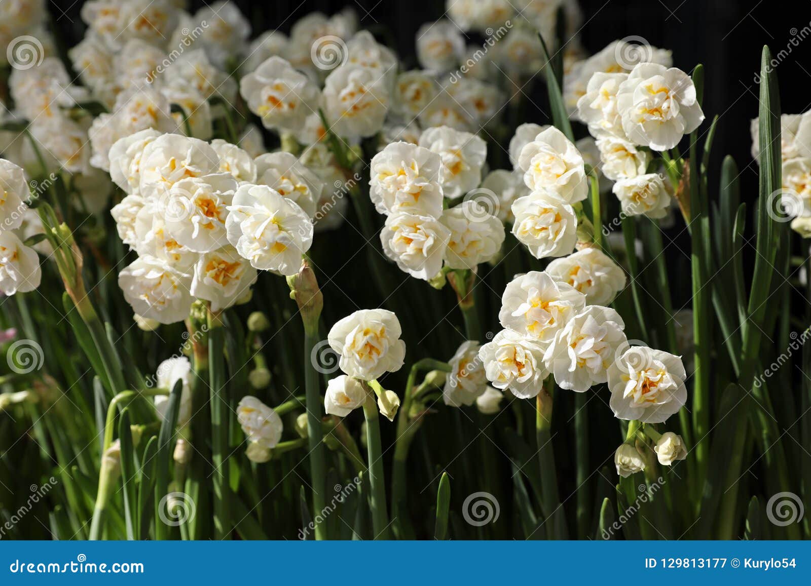 Double Daffodil Narcissus X Hybridus in the Garden of Flowers Shop. Stock  Image - Image of floret, bloom: 129813177