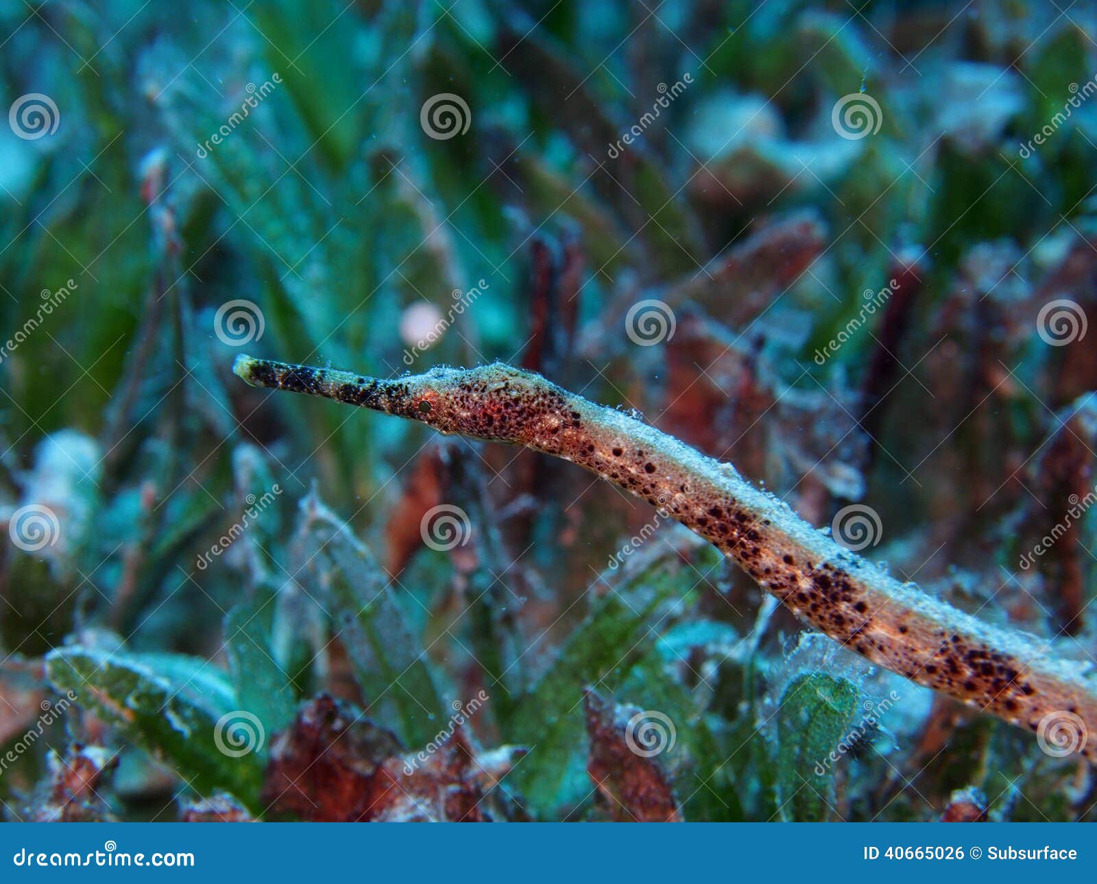 double-ended pipefish red sea in sea grass