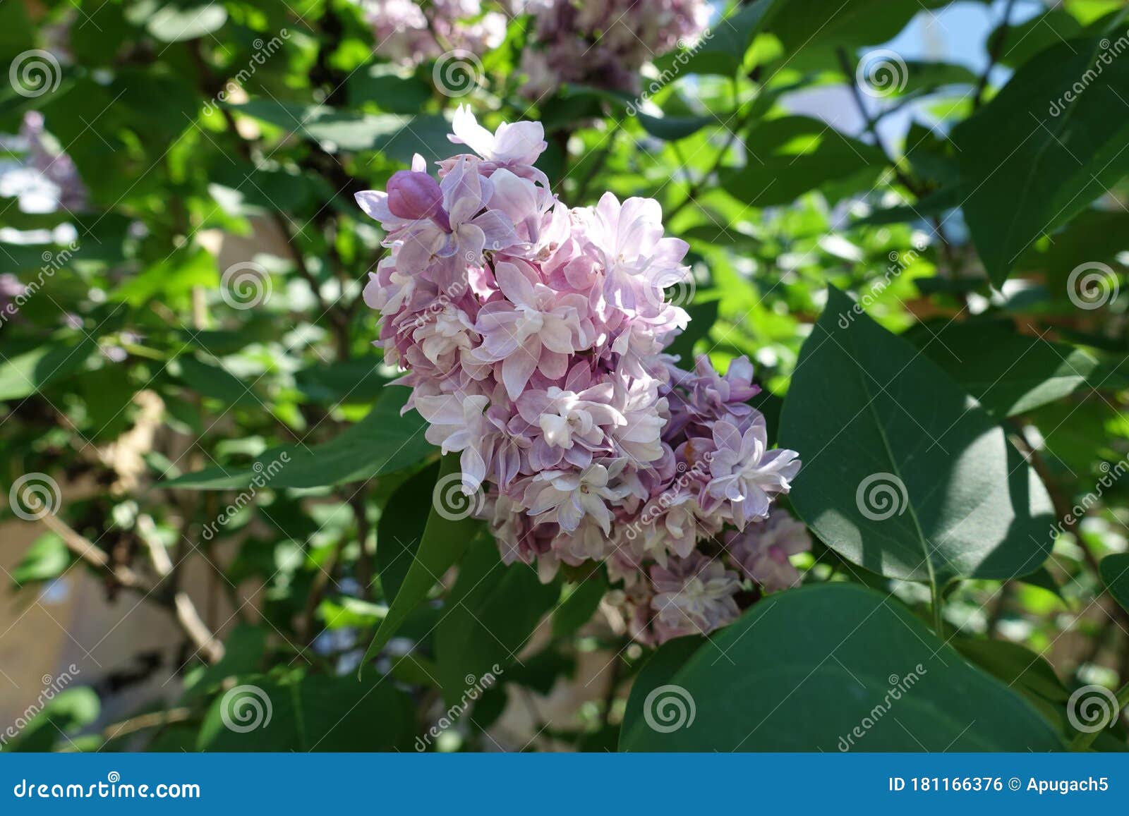 Double Flowered Lilac in Full Bloom in May Stock Photo Image of
