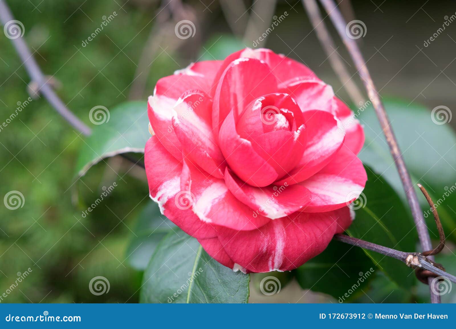 Double Flowered Red Camellia Japonica with White Stripes Stock Photo -  Image of double, detail: 172673912