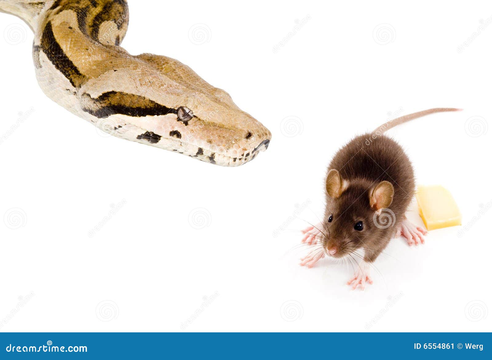 Anaconda Eat Stock Photos Free & RoyaltyFree Stock Photos from