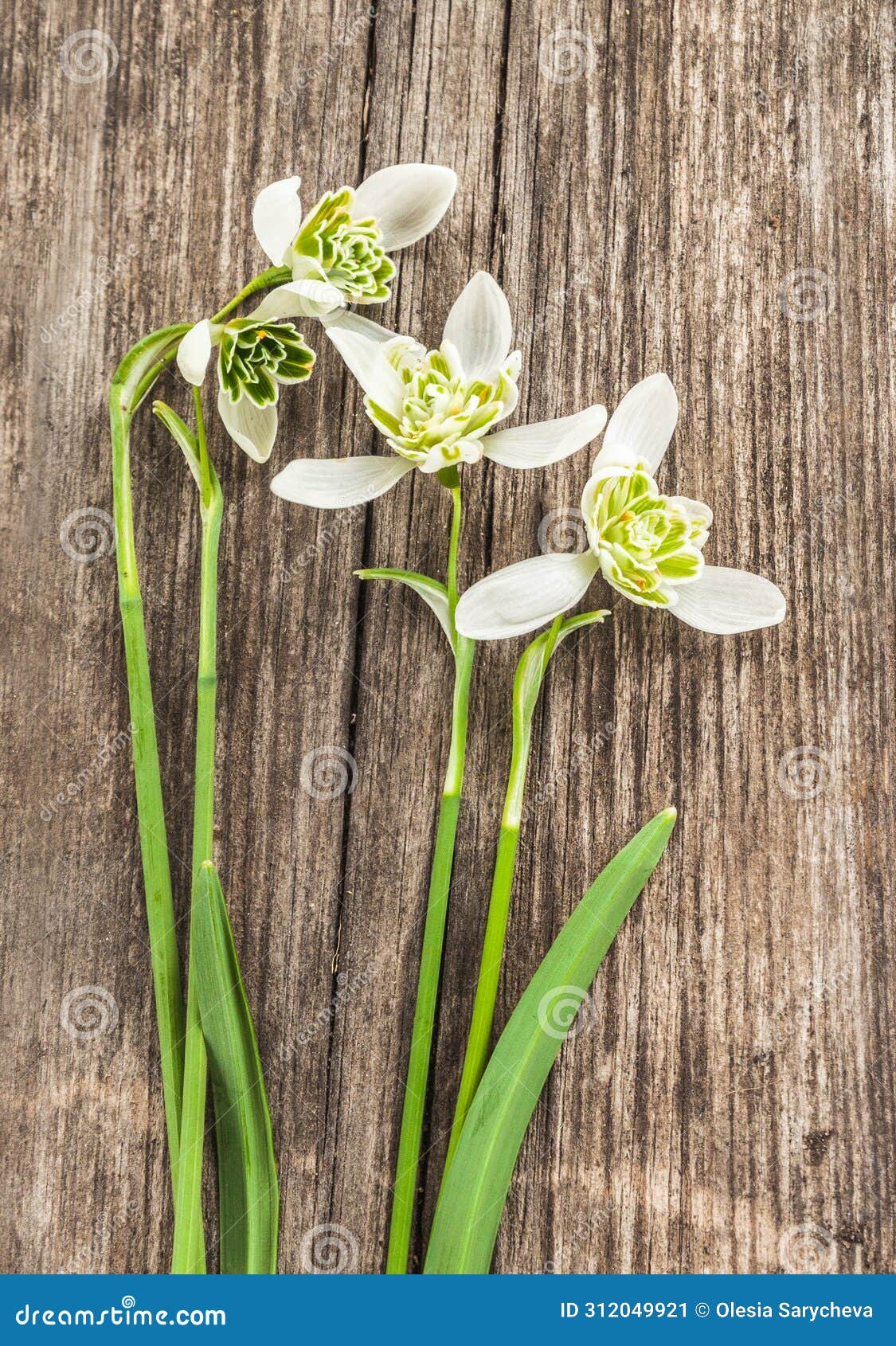 double galanthus (snowdrops) flore pleno and hippolyta