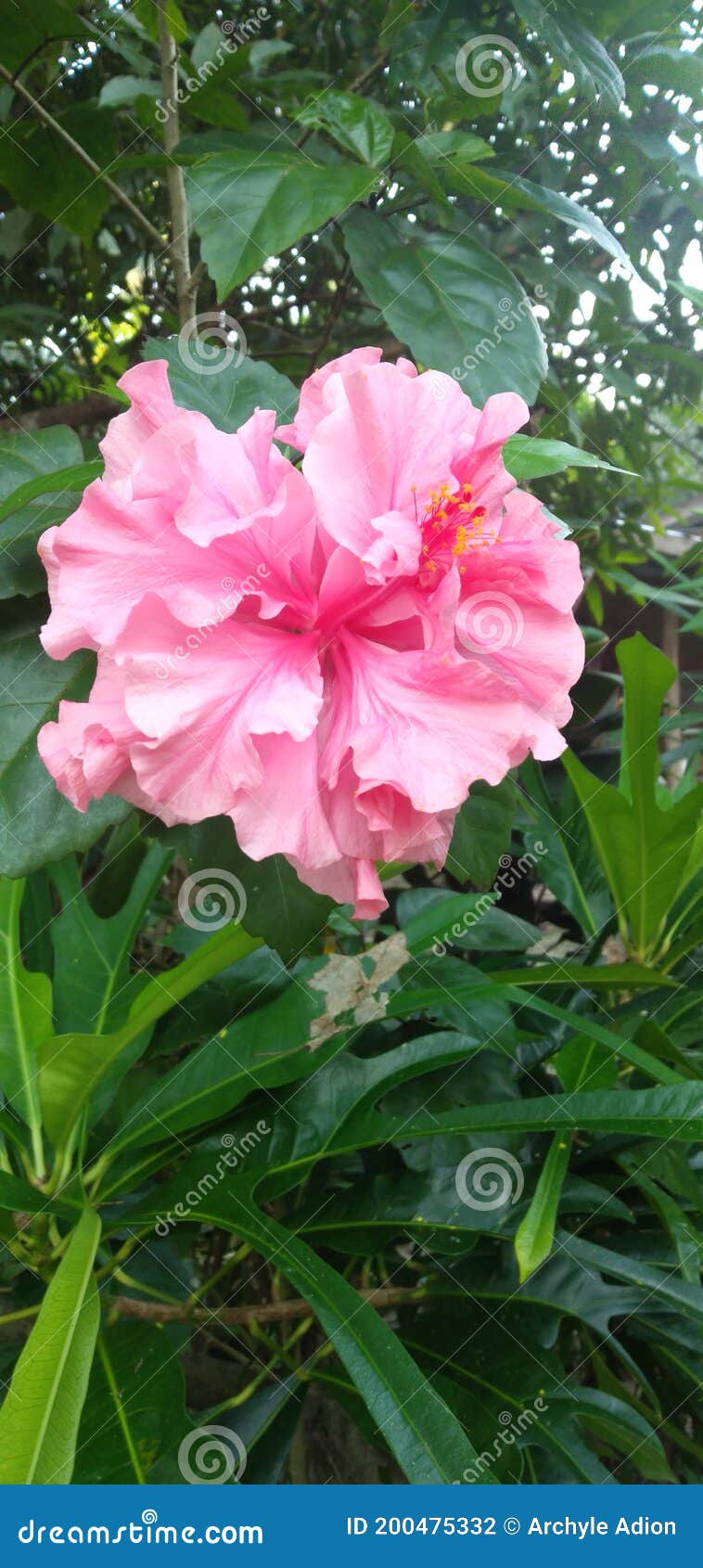 Double Gumamela Flower Photos Free & RoyaltyFree Stock Photos from