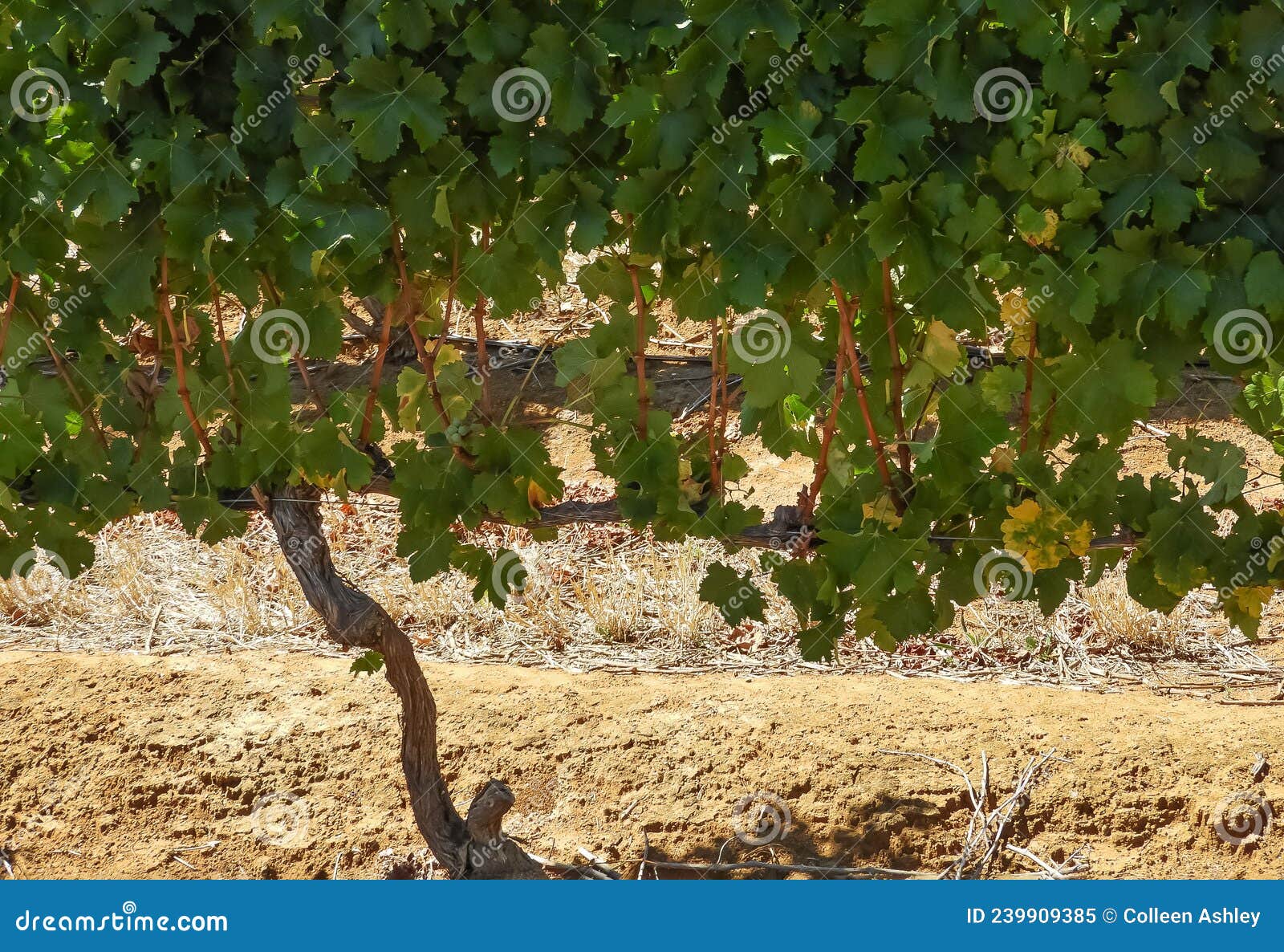 Double Guyot Spur Trained Vines with New Growth Stock Image - Image of ...