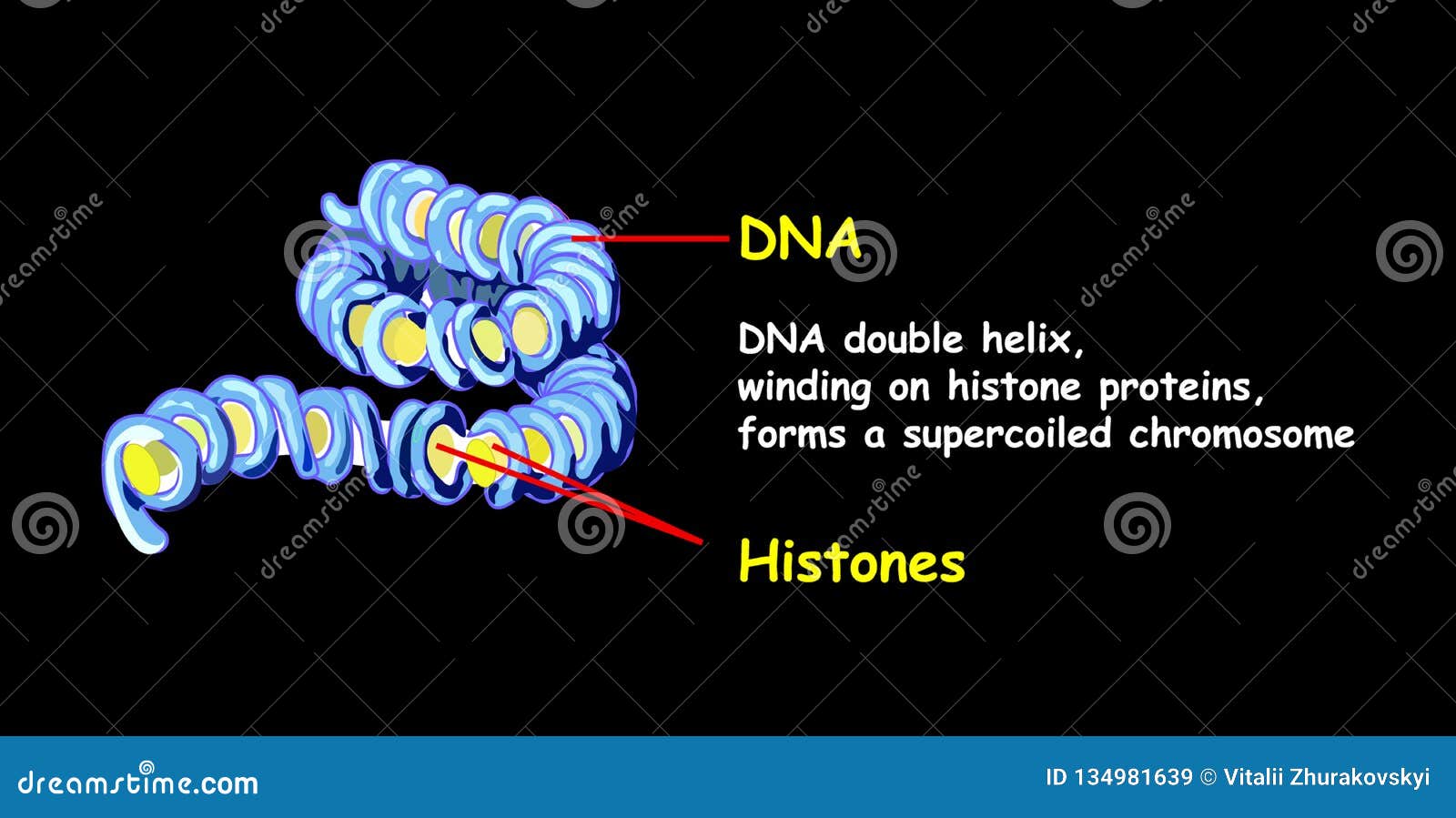 Double Helix Of DNA Spilling Onto Histone Proteins Forms A Superspread