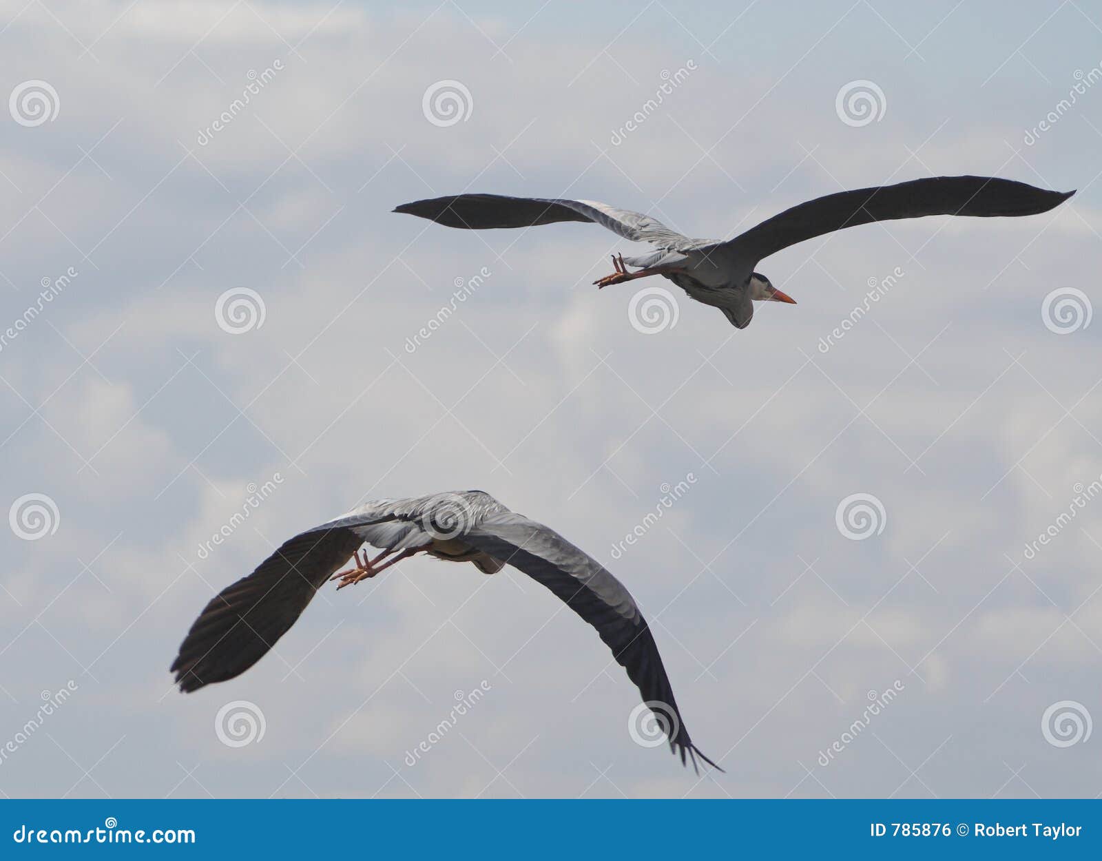 double heron take-off